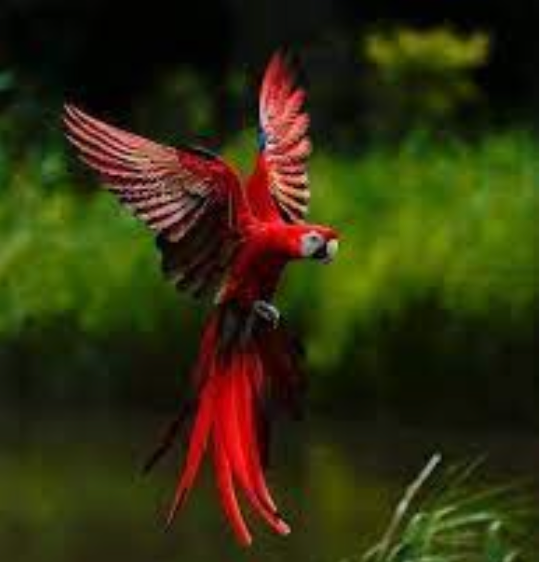 Aviary Bird Shop. Family and Event photographer in Homestead and Miami areas of Florida