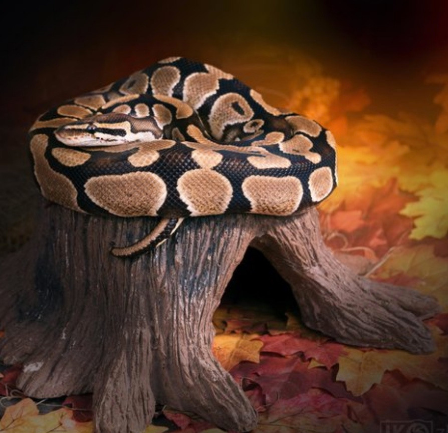 ANIMALS. Photographer Irina Kozhemyakina. Houston