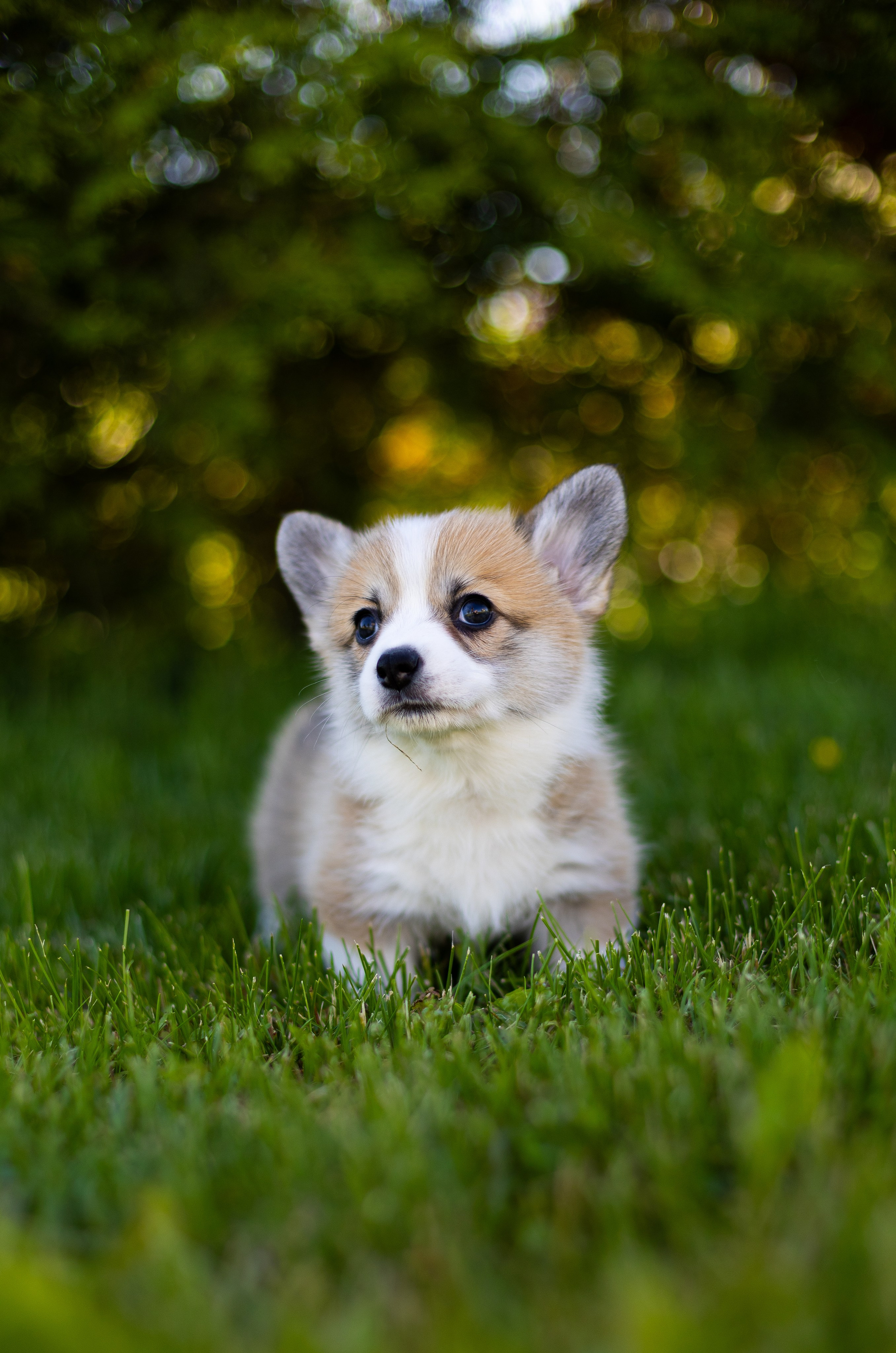Pennut / puppies. Nordsunfower