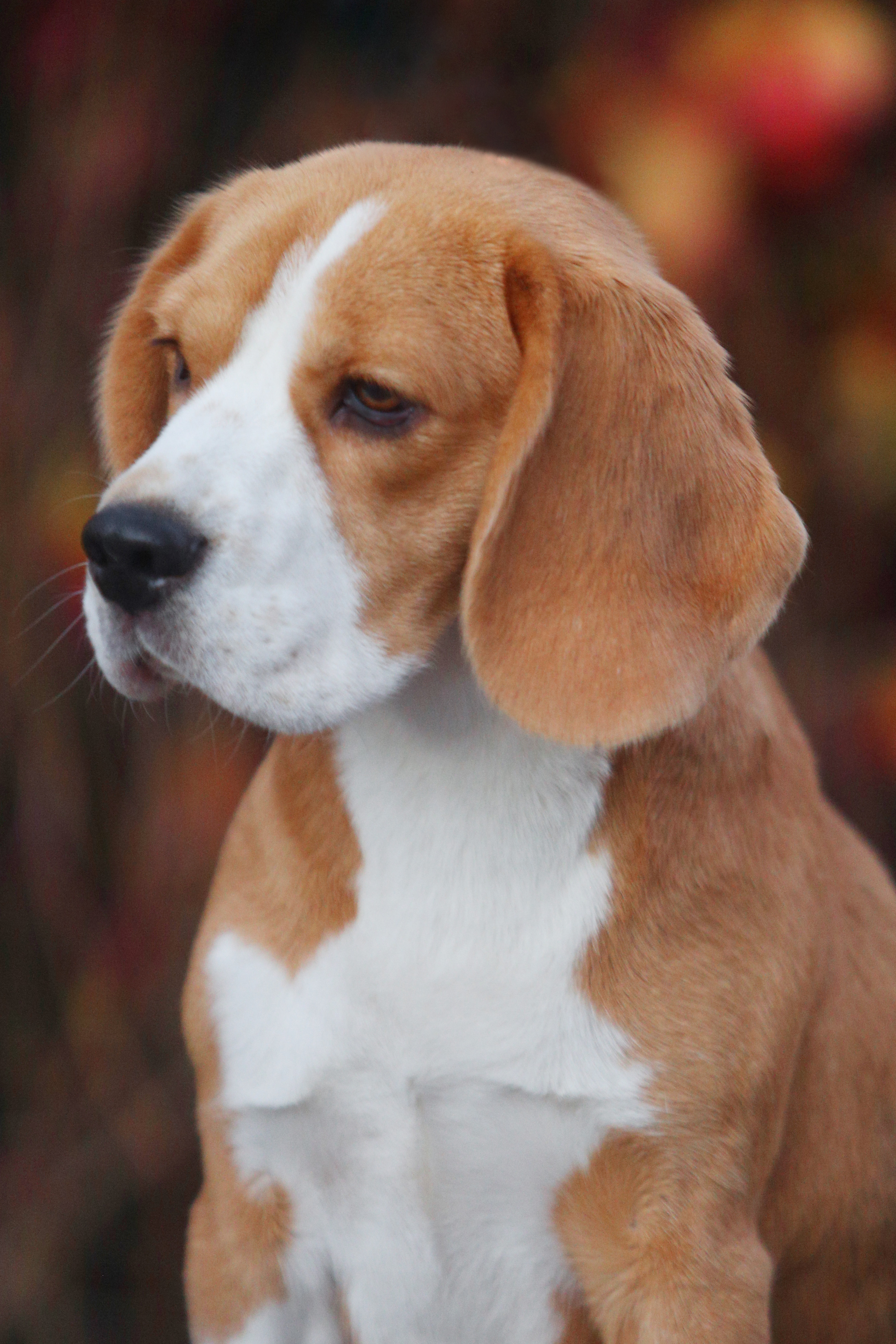 GIrls. Питомник биглей Selesta’s Dreams