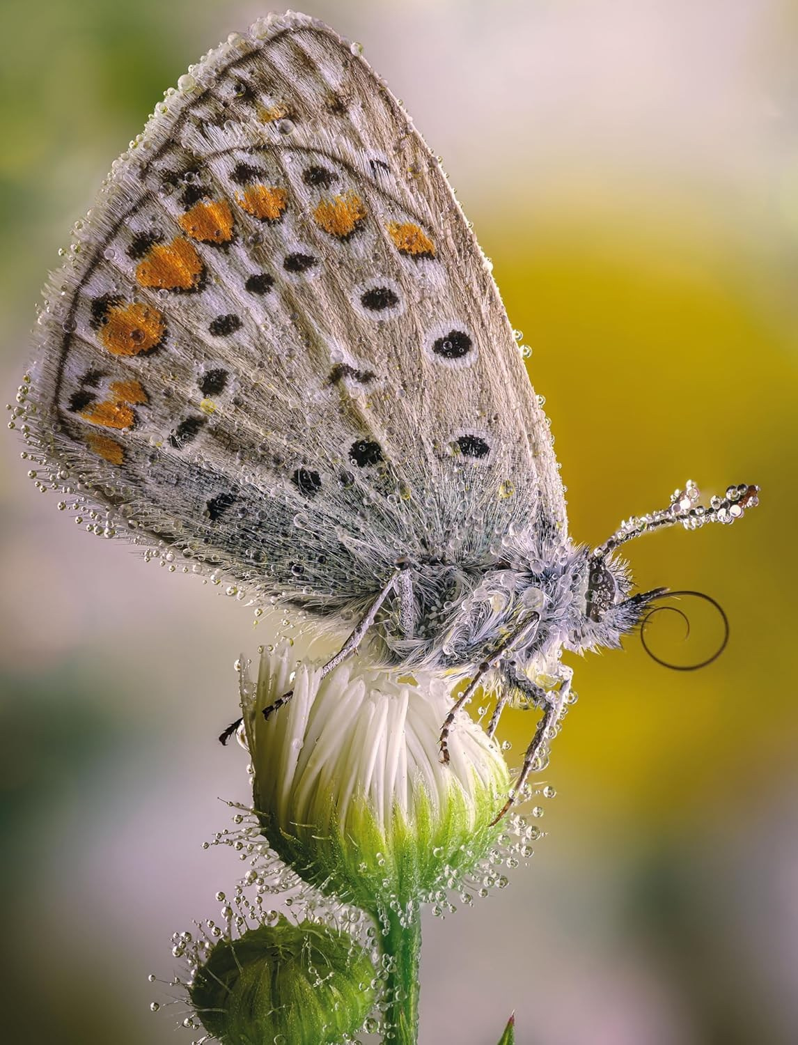 🔵Libri consigliati. “Gianmaria Coscia fotografo per passione”