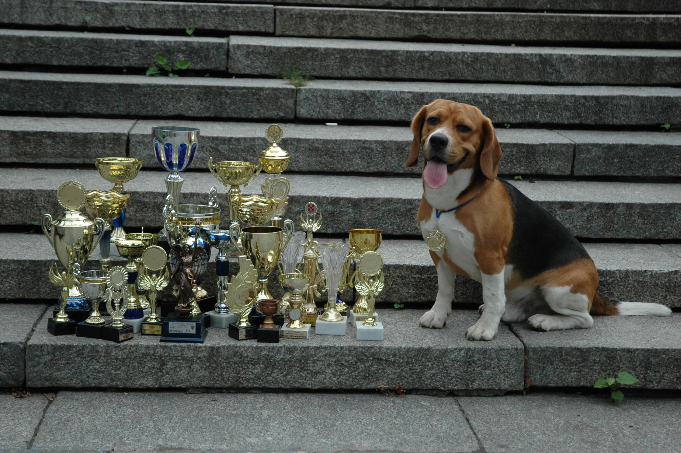 About us. Питомник биглей Selesta’s Dreams