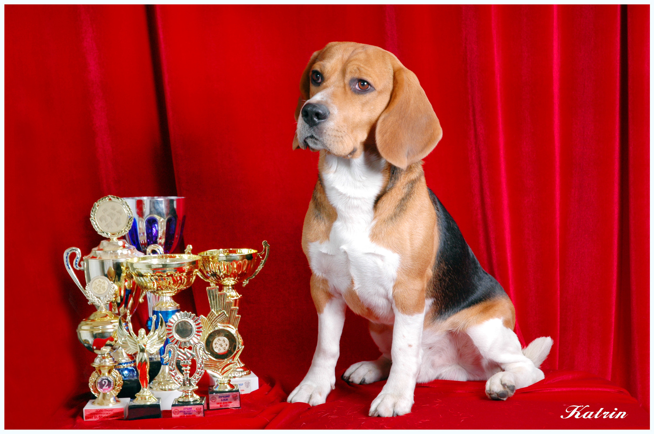 About us. Питомник биглей Selesta’s Dreams