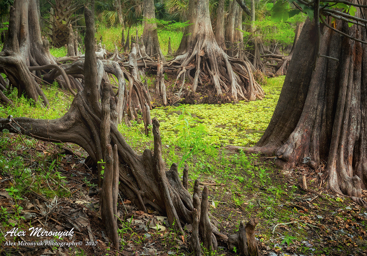 Winter in Florida. Alex Mironyuk Photography