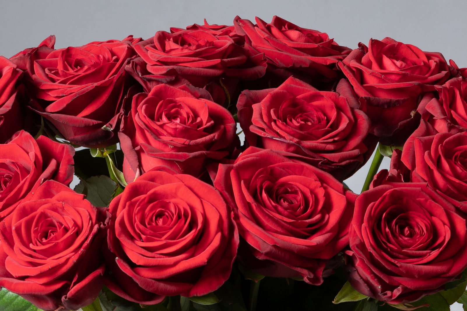 Gode råd om roser – Akropolis BlomsterNår du køber roser, er det vigtigt at vælge de friske og sunde blomster. Akropolis Blomster giver dig gode råd om, hvordan du plejer dine roser, så de holder sig smukke længere. Sørg for at skifte vandet ofte og skær stilkene skråt for bedre optagelse af vand.