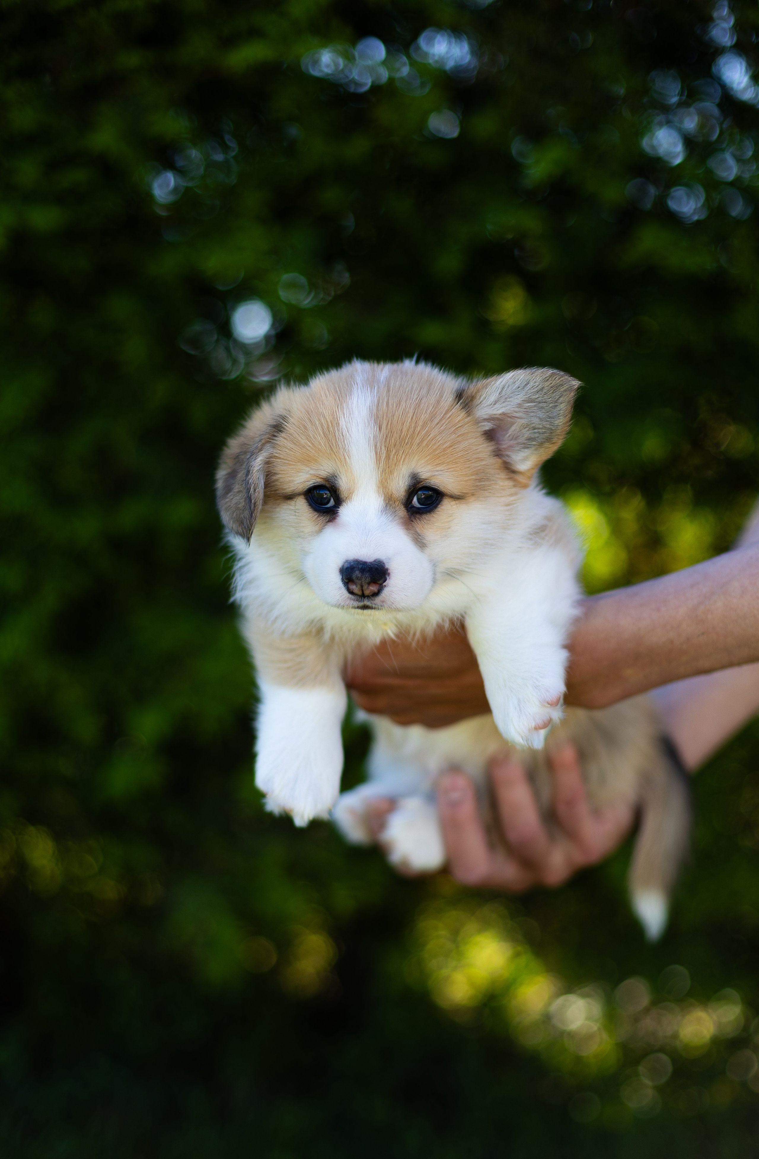Pennut / puppies. Nordsunfower