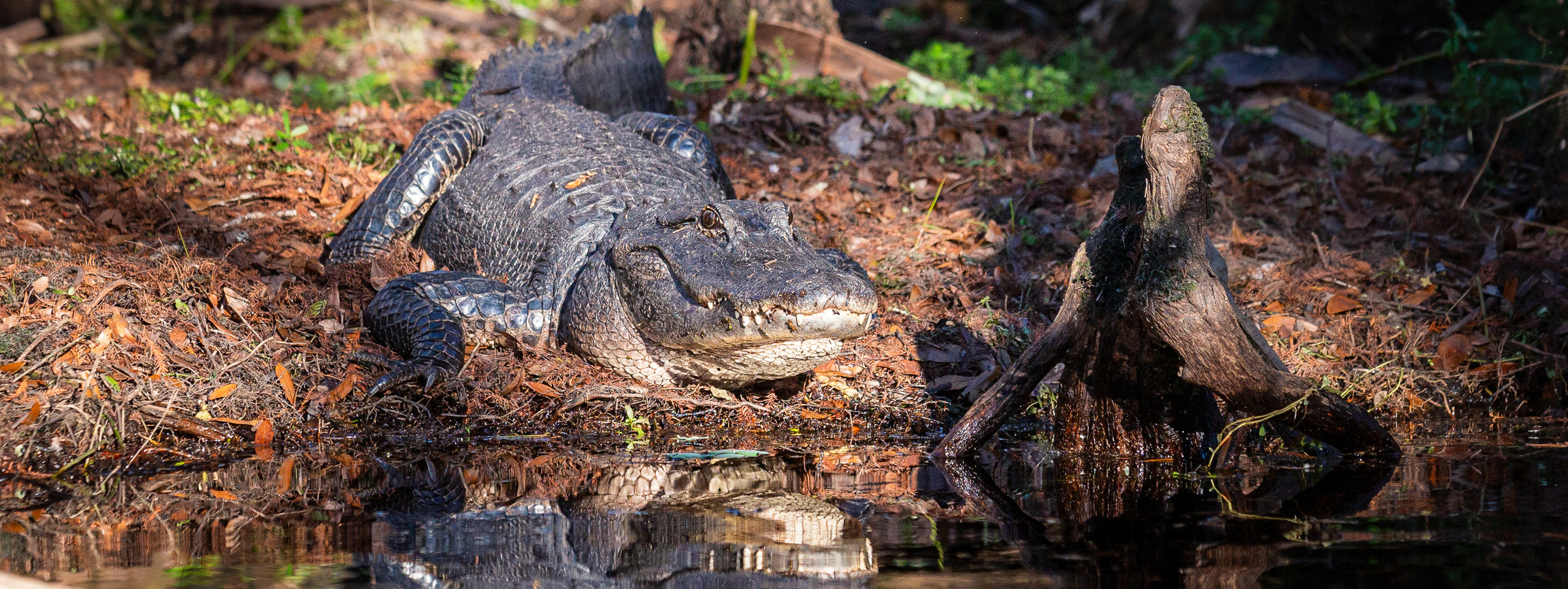 1-Day Eco-Adventure Tour “Alligators, Birds and Cypress”. Alex Mironyuk Photography