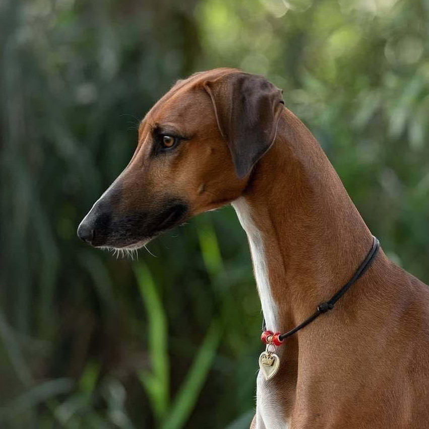 Контакты клуба. Кинологический клуб РКФ РФСС СЕНСАЦИЯ