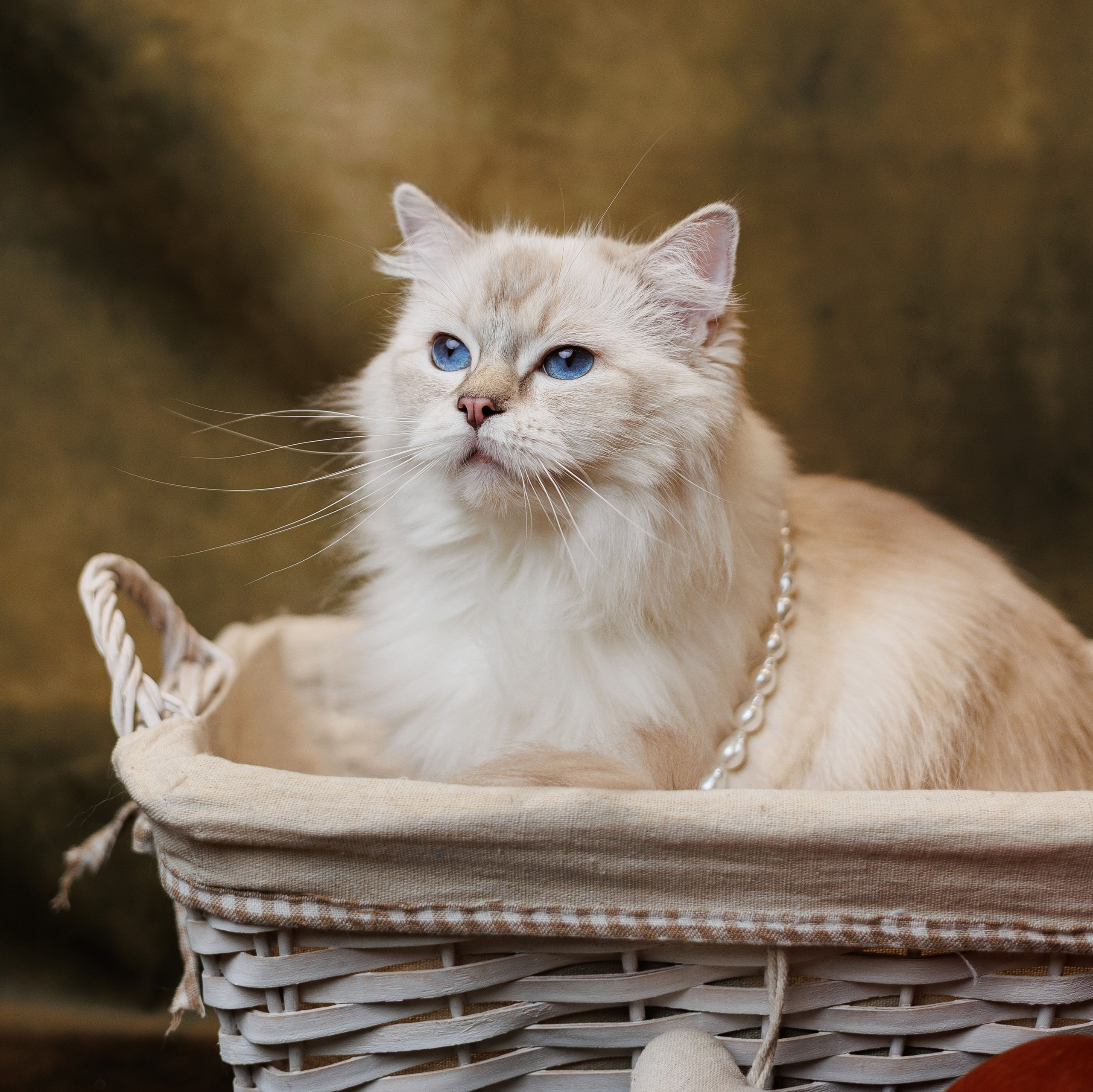 Pet photography. Photography & videography for brands. Individual shooting. Midlands, England