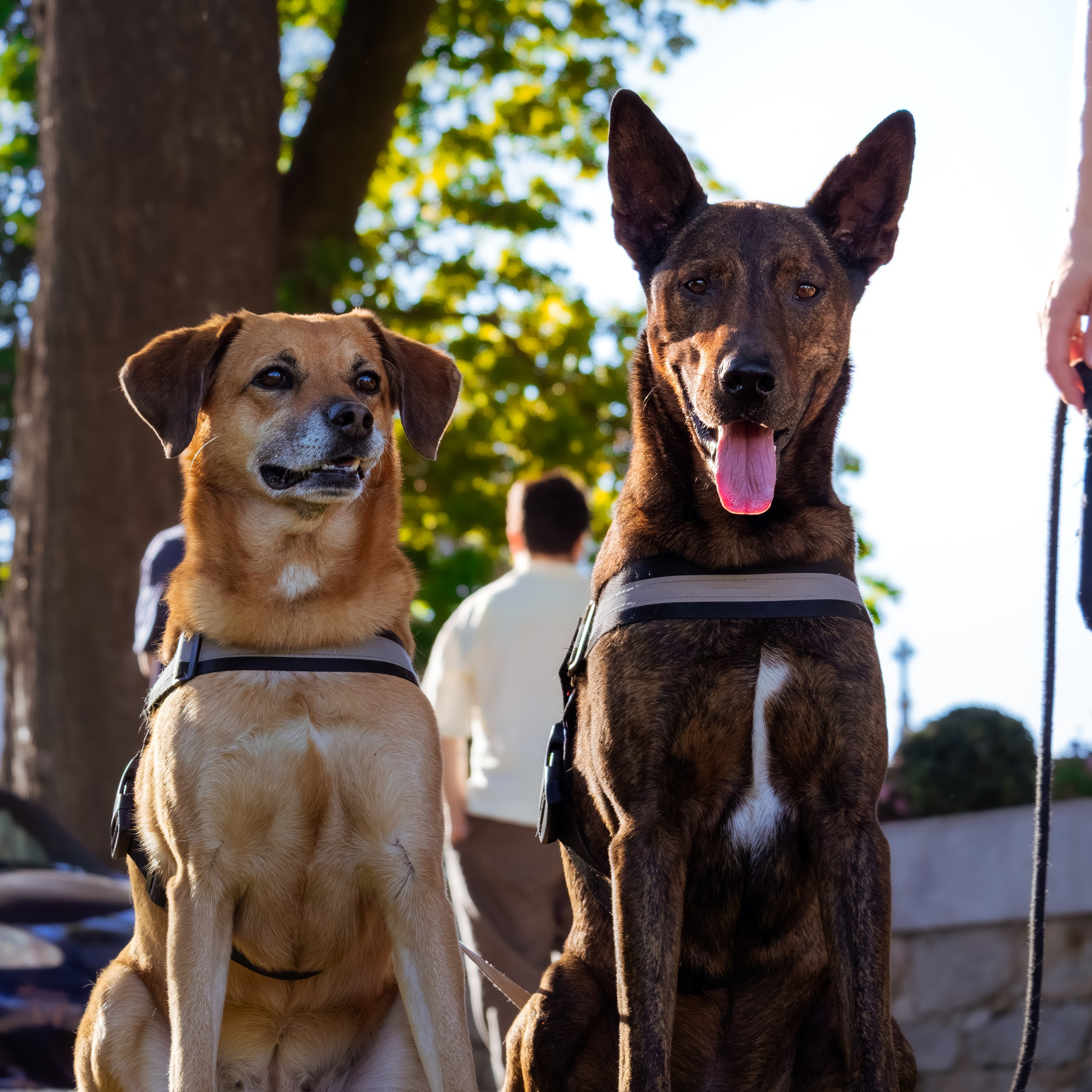 DGallery | Serviços de Fotografia: Eventos, Bebés e Pets no Porto