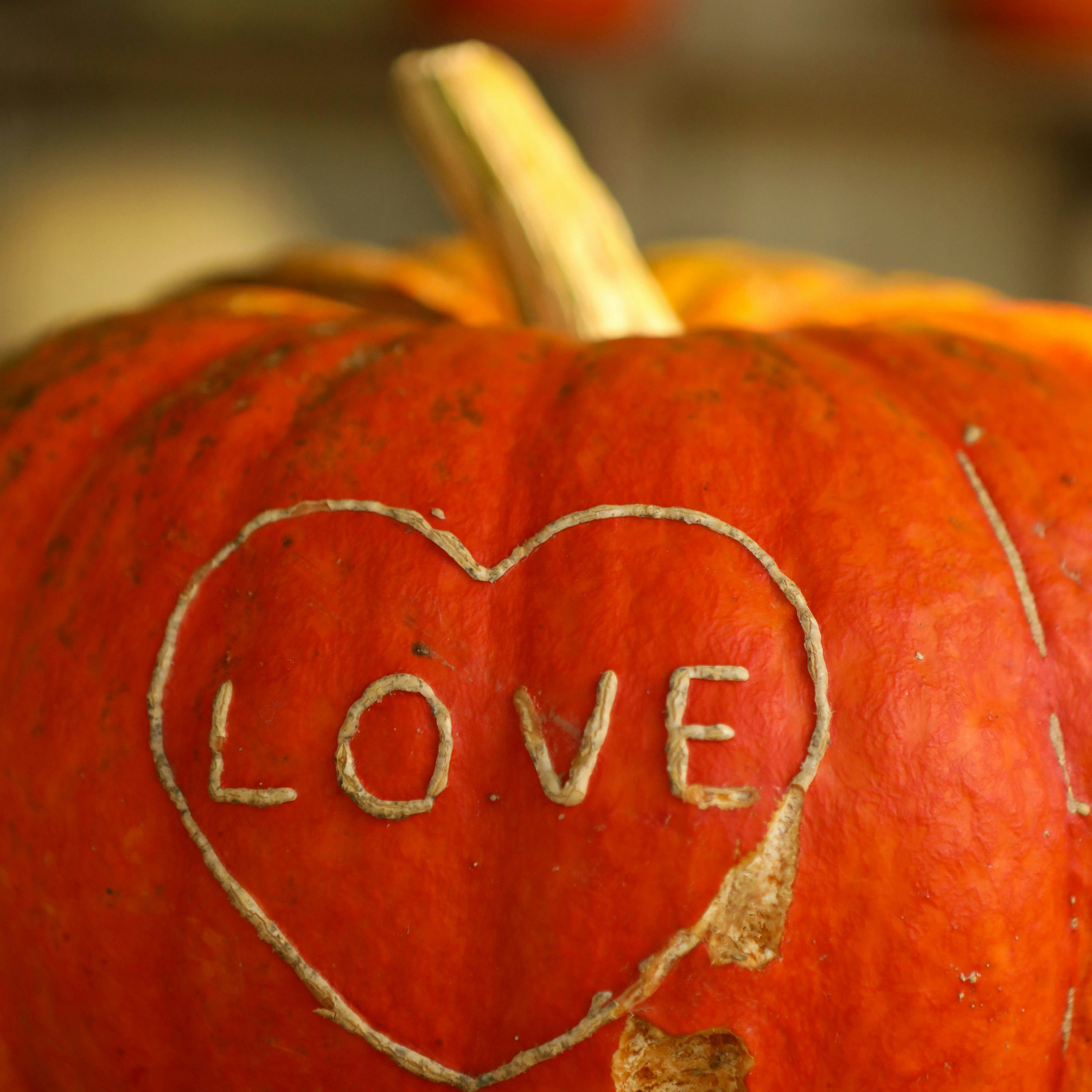 La Bottega delle Zucche | Servizio Fotografico Autunnale per Bambini