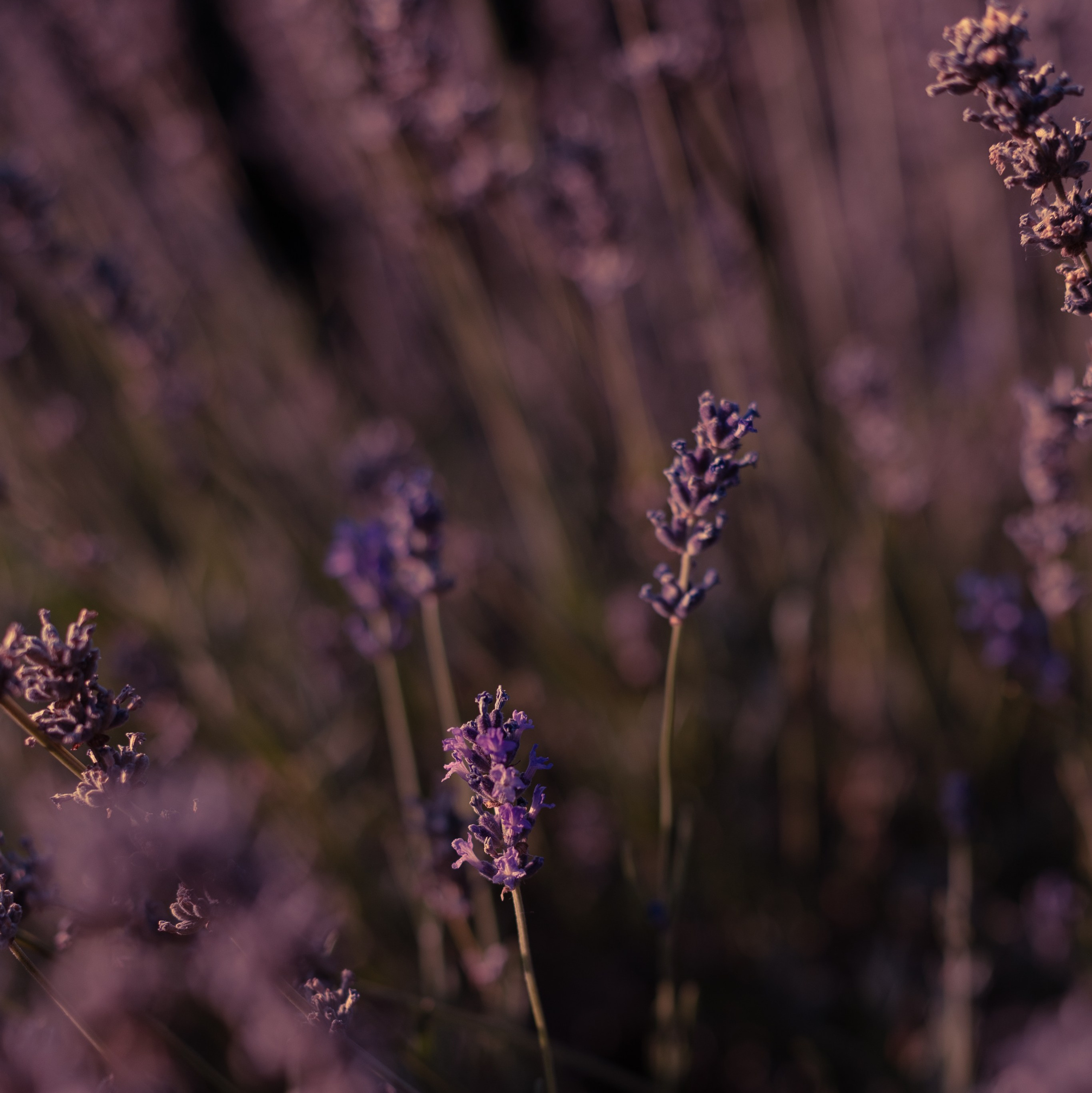 WORLD PHOTO. International Photographer