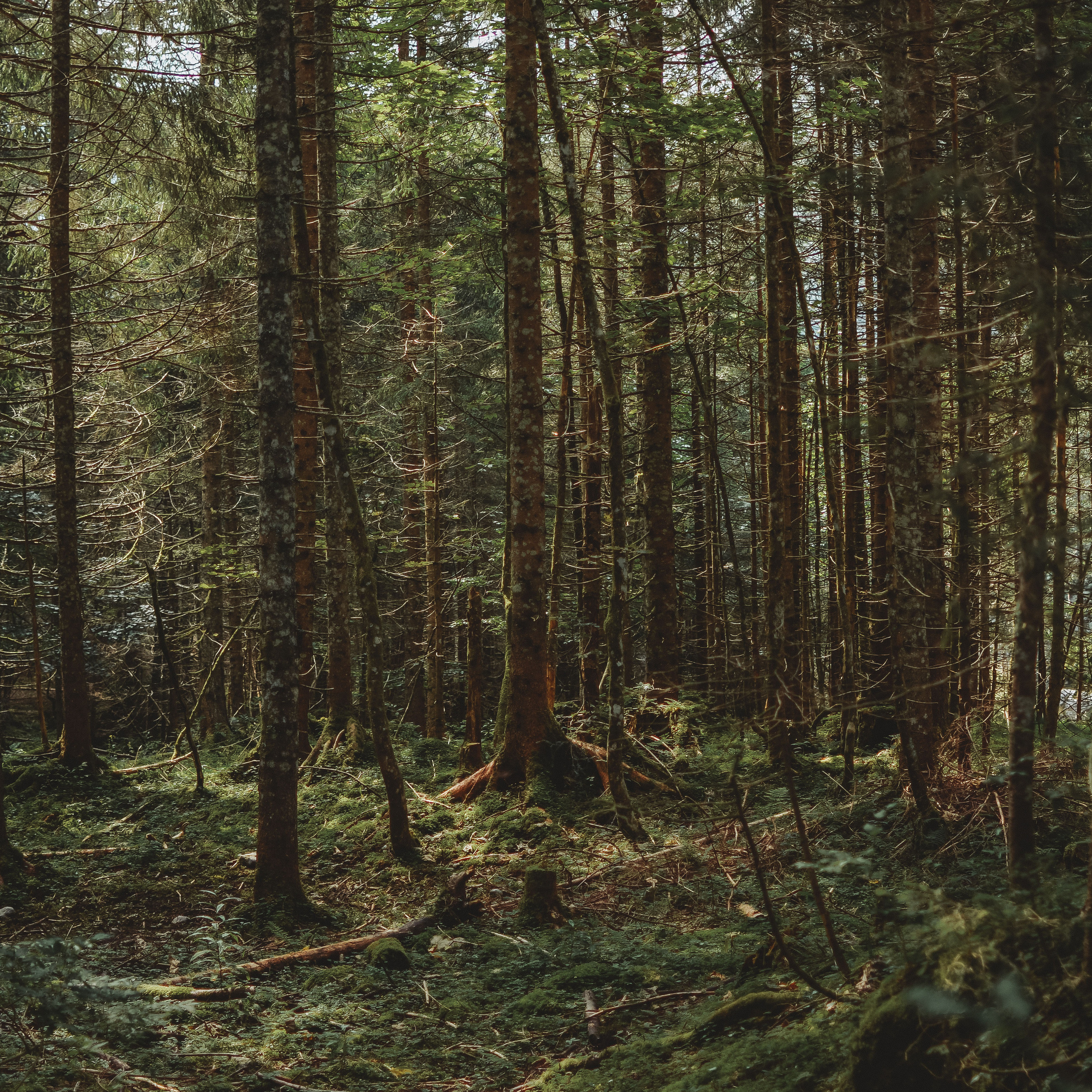 Datenschutz. Juligraphy