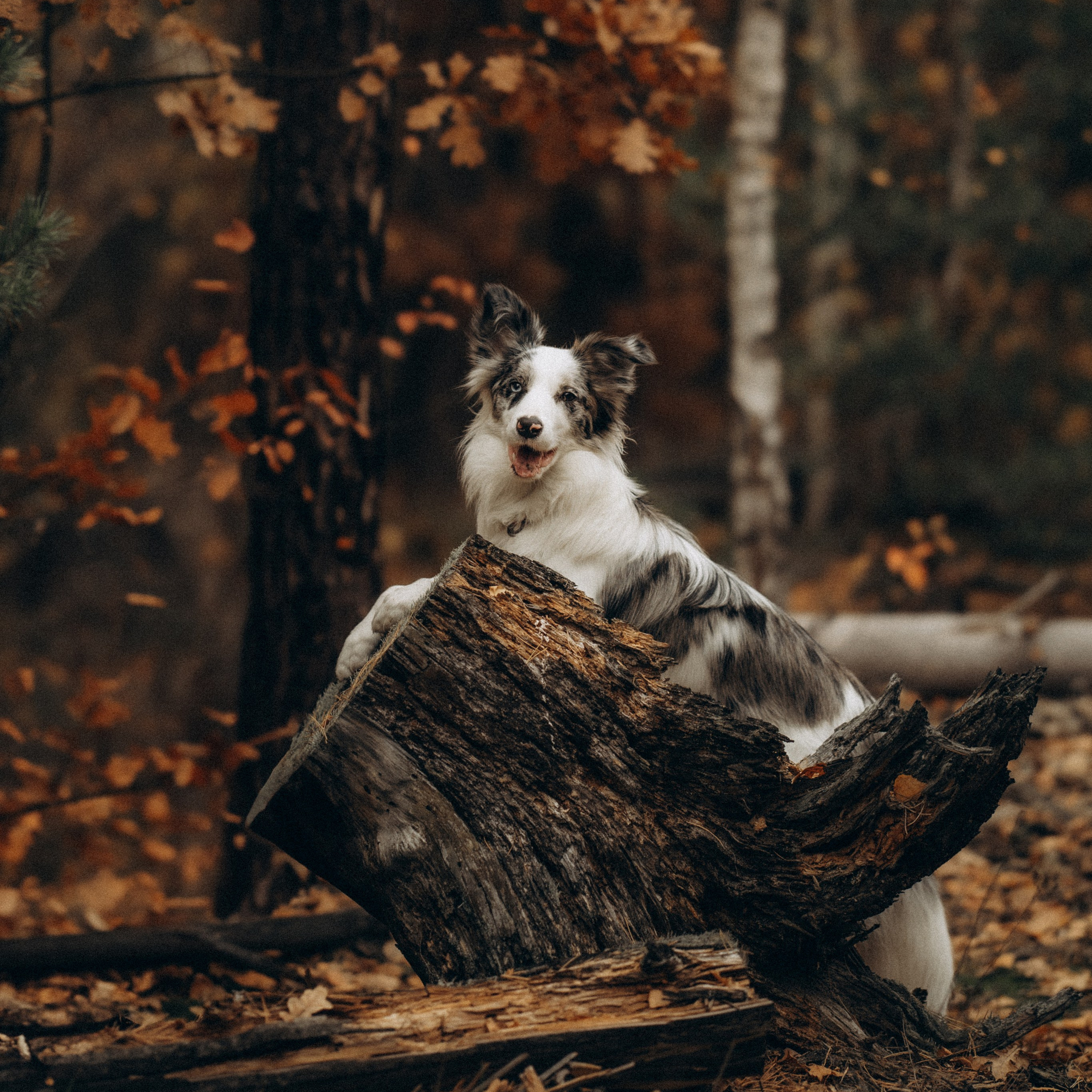 Навчання. Фотограф-анімаліст Київ