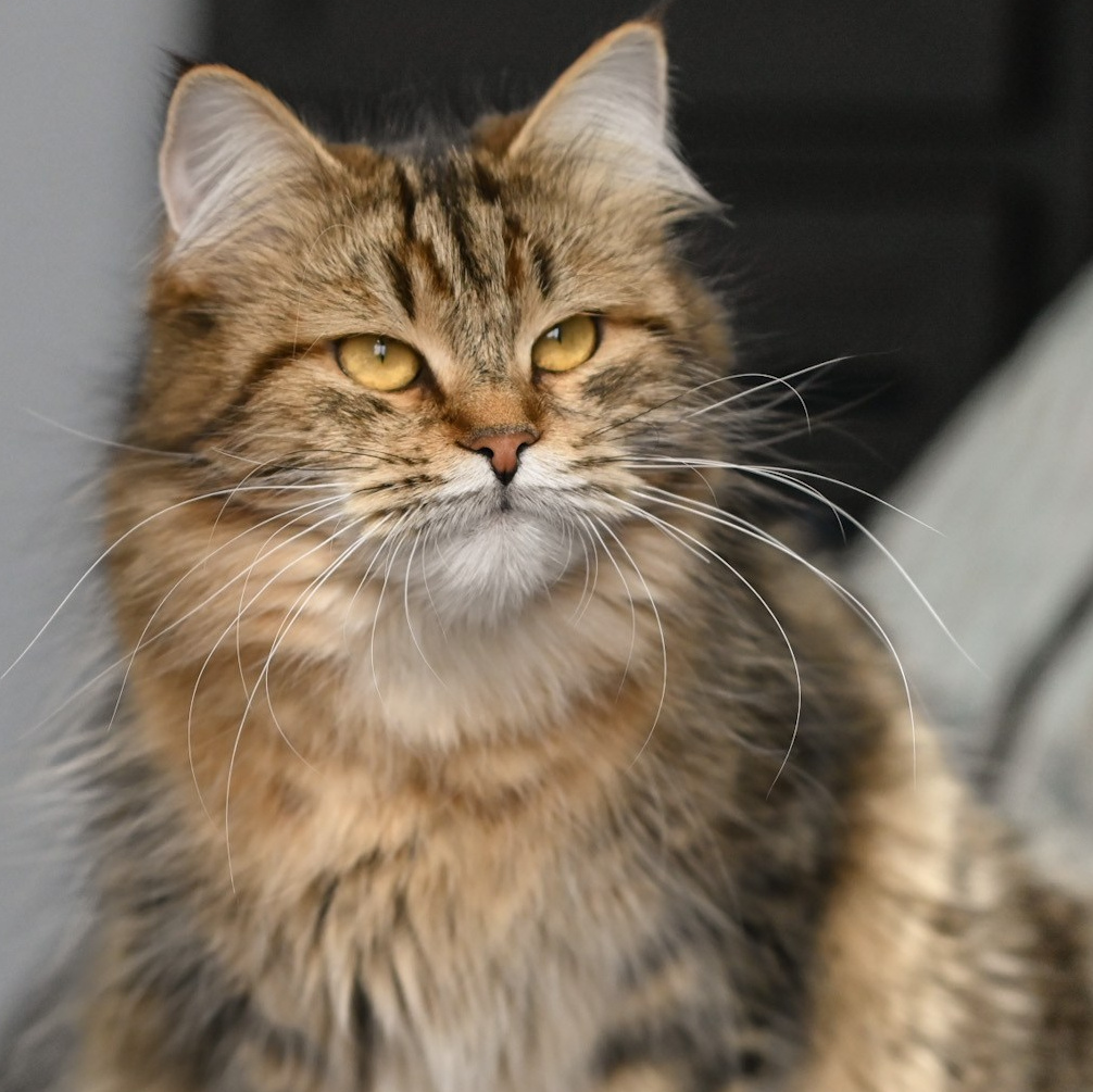 Brown tabby Siberian cat with a wild look