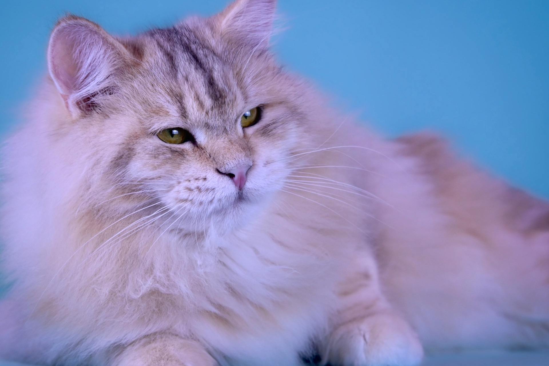 Red siberian female cat with golden eyes on blue backdrop - Astera Siberians Texas breeding queen