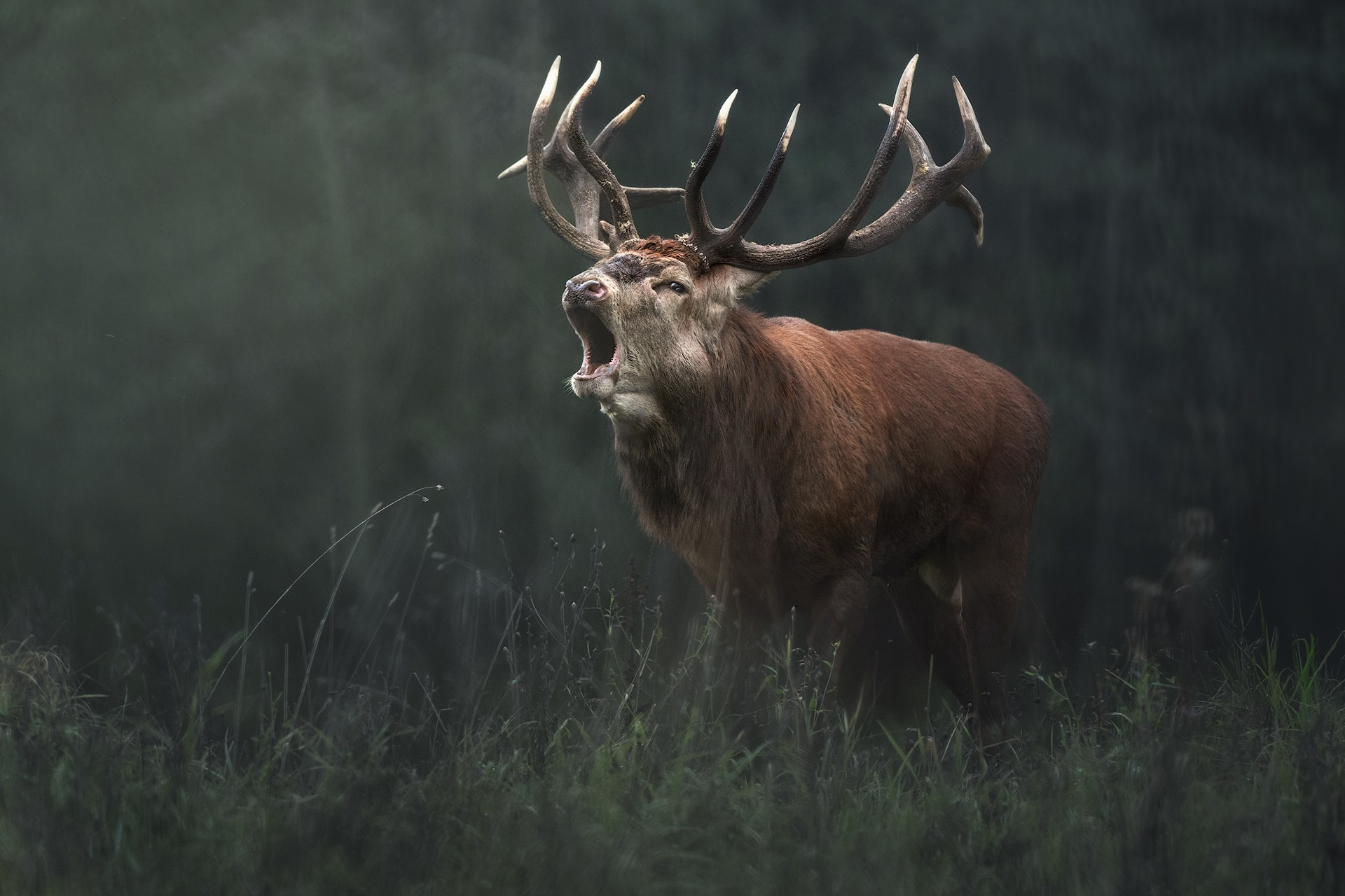 Portfolio Award 2025