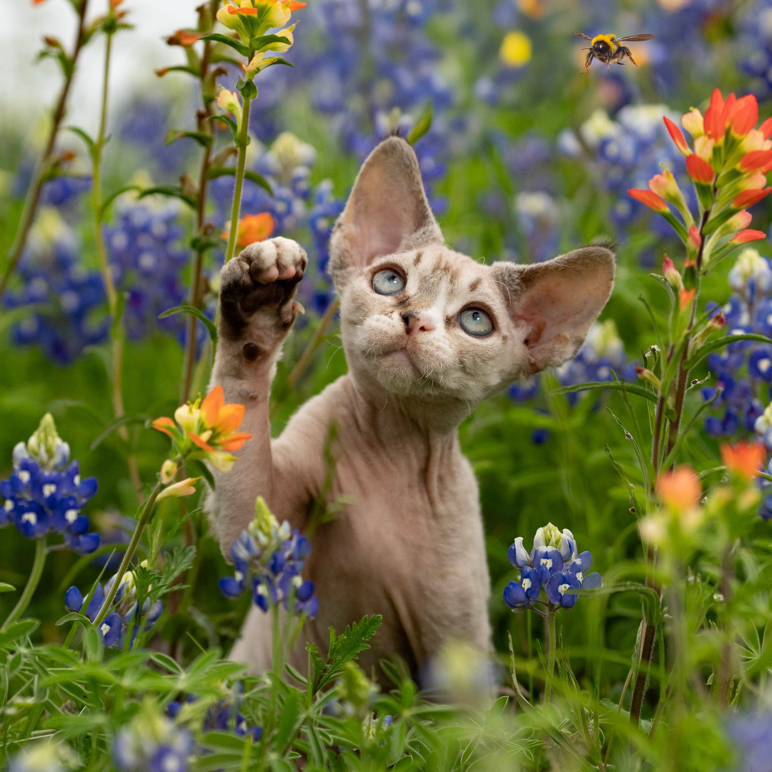 KITTENS. Devon Rex Pixie Cattery