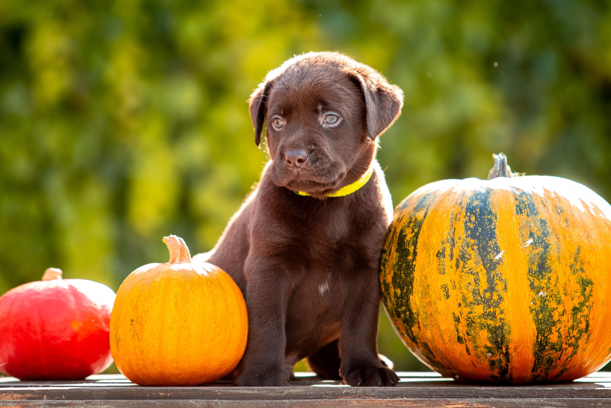 Цуценята шоколадного лабрадора. Цуценята лабрадор ретривера, Дніпро, Україна