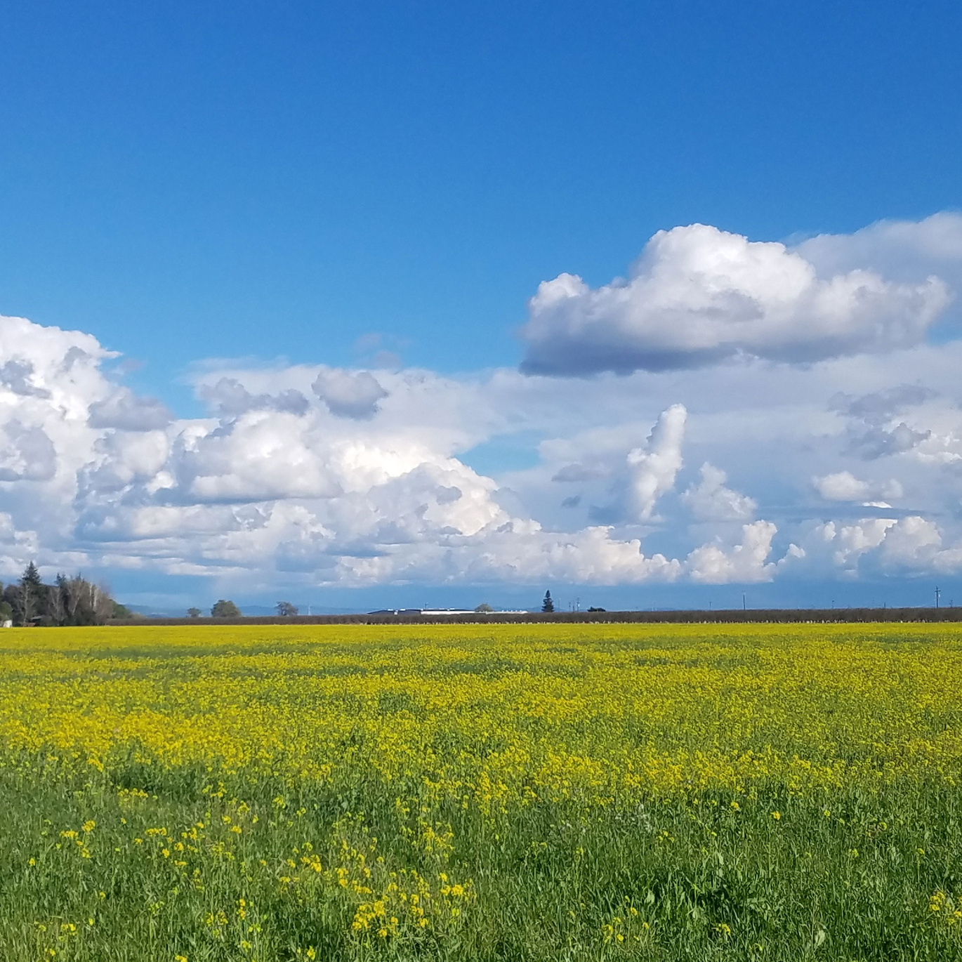 Best ideas for spring photography session. Family photographer in Roseville, Rocklin, Folsom, Sacramento