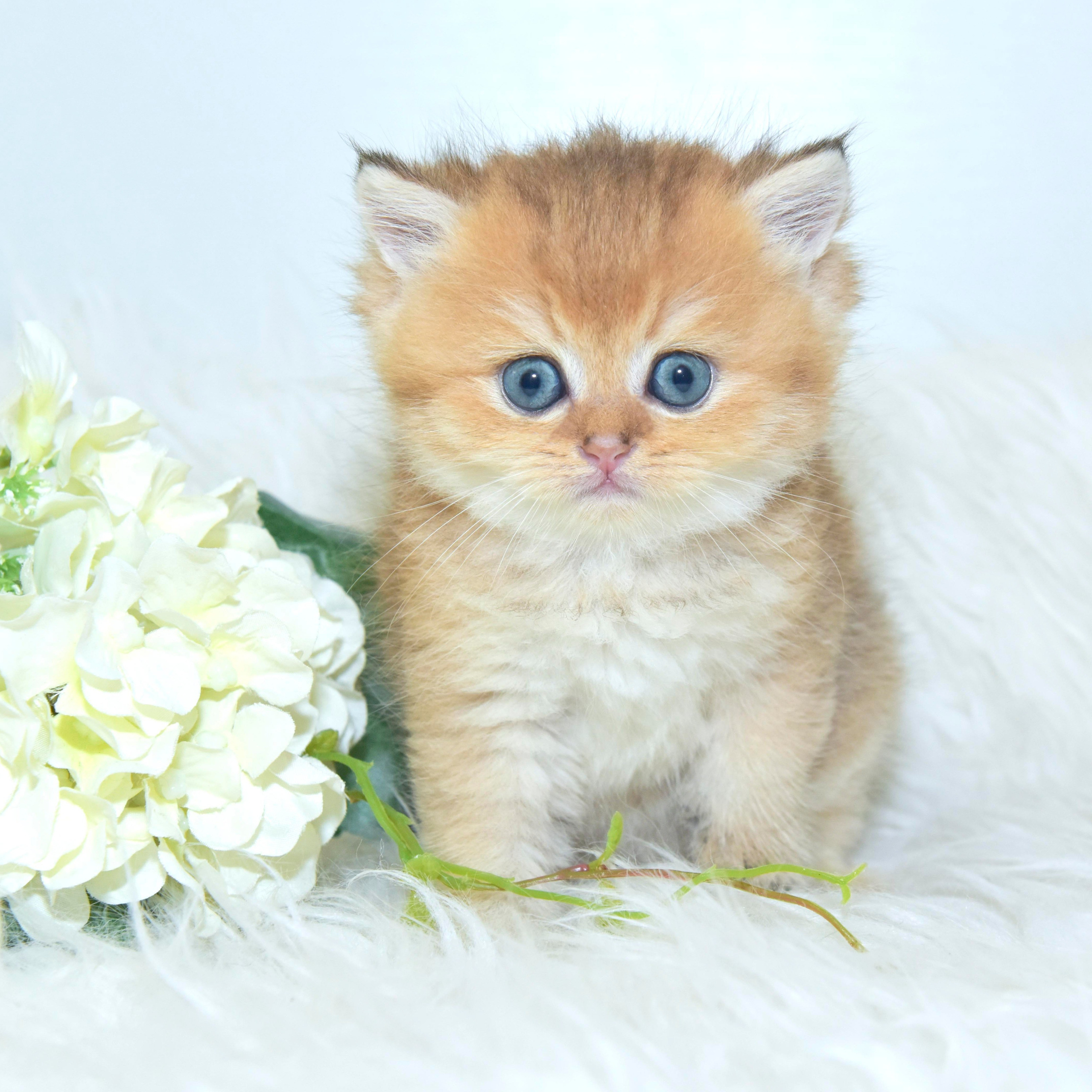 Εκτροφειο βρετανικης κοντότριχης γατας στην Ελλαδα, εκτροφειο british shorthair Αθηνα, βρετανικη κοντοτριχη τσιντσιλα, χρυση βρετανική γάτα, εκτροφείο βρετανικής κοντότριχης γάτας στην Κύπρο, βρετανική γάτα στην Κύπρο τιμή, χρυσή βρετανική γάτα στην Κύπρο, χρυσή βρετανική γάτα Λεμεσός