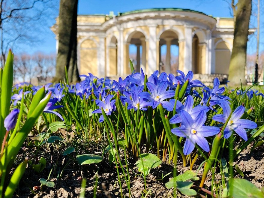 Осенняя съемка. Михайловский сад СПб