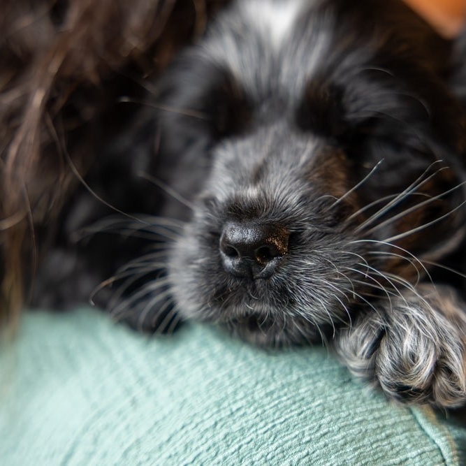 Pet Photography. Romantic & Soulful Photography by Natalia Olhova in Rotterdam