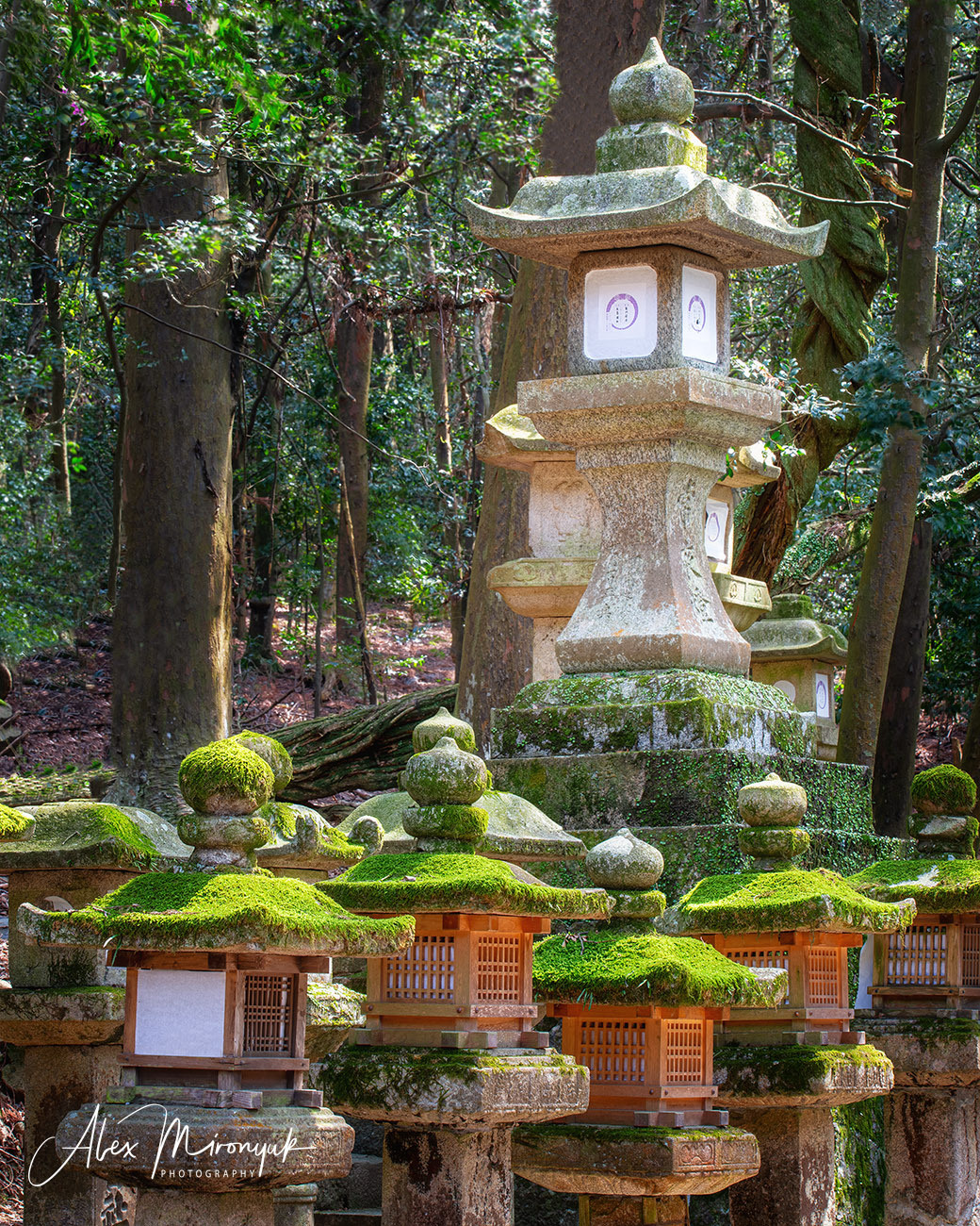 Momiji-gari Season In Japan. Pet, Senior, Landscape, portrait studio, photographer in Miami and Sou