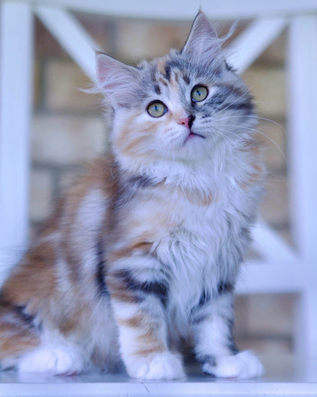 Cream silver Siberian kitten with plush coat - hypoallergenic and ready for a loving home in texas