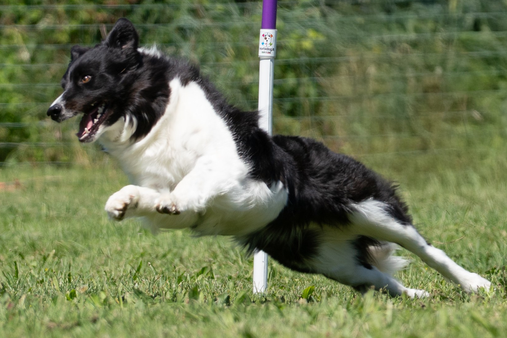 Un Border Collie bianco e nero è catturato in pieno slancio mentre affronta un percorso di hoopers. Il cane corre vicino a un paletto dell'attrezzatura, con il corpo teso e lo sguardo determinato. L'erba verde e la vegetazione sullo sfondo aggiungono profondità alla scena, mentre una recinzione metallica delimita l'area. L'immagine mette in evidenza l'atletismo e la velocità del cane in azione. Hoopers Rimini e Riccione. 