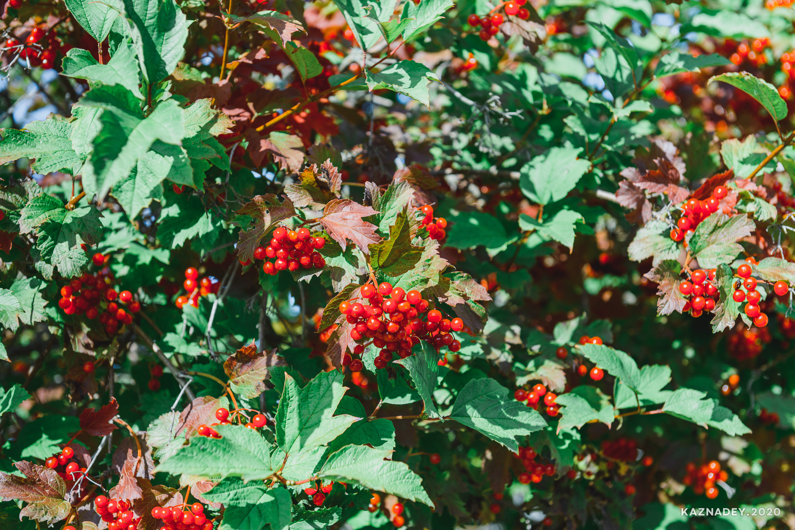 Дорога тишины, Алексей Казнадей, kaznadey