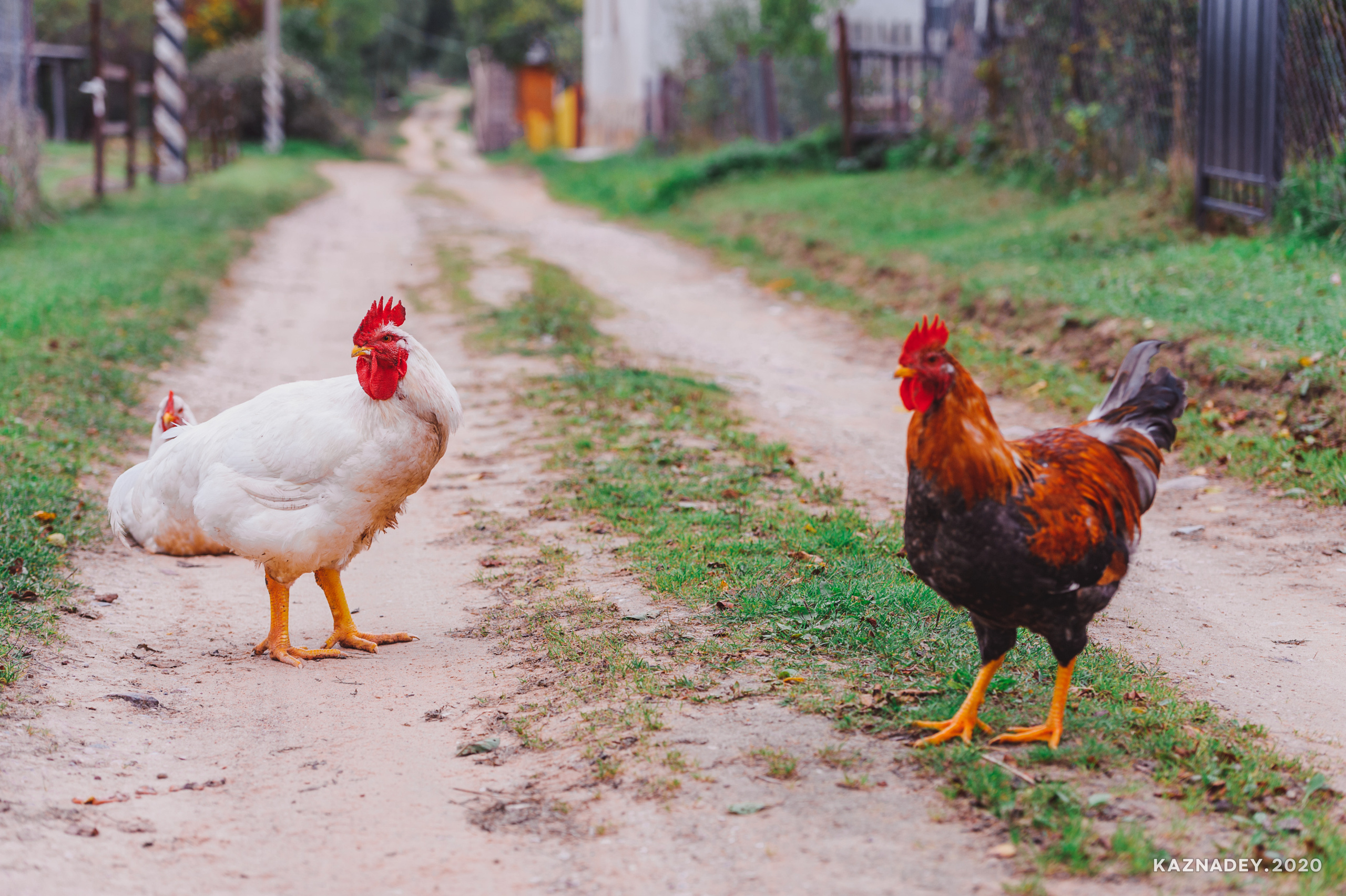 Дорога тишины, Алексей Казнадей, kaznadey, фотограф