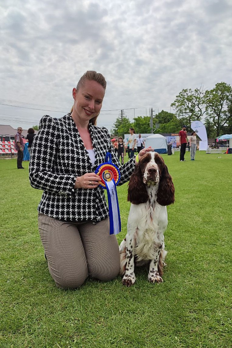 springer spaniel ukraine