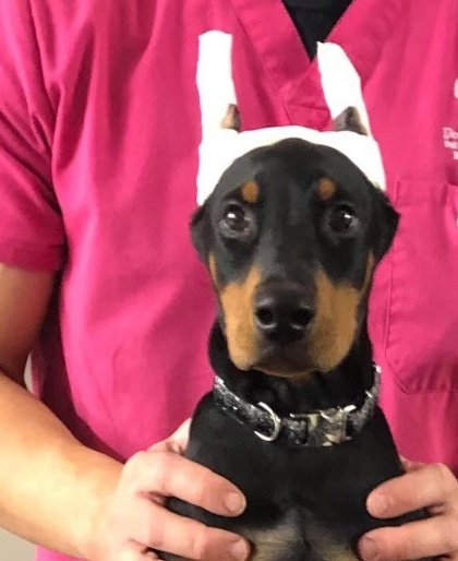 FAQ. Spumanti Dobermans