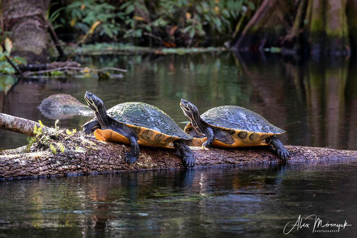Cypress Swamps Adventure. Alex Mironyuk Photography