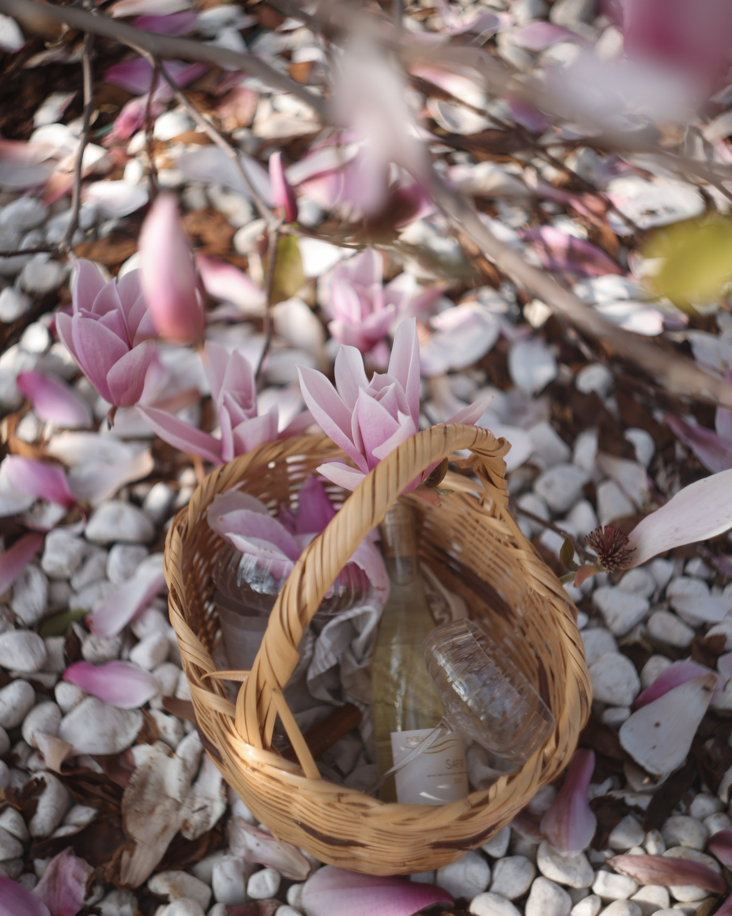 магнолия в турции когда цветет . Магнолия. магнолия в Кемере когда цветет. цветение магнолии Кемер . магнолия Турция весна. когда ехать в Кемер на магнолию. где цветёт магнолия в Кемере. магнолия фото Кемер. магнолия Турция апрель. сезон магнолии Кемер. магнолия для фотосессии Кемер. магнолия в Турции 2025.дерево цветущее в апреле в турциимагнолия цветет сколько дней. магнолия Кемер весна. Что сейчас цветет в Турции .