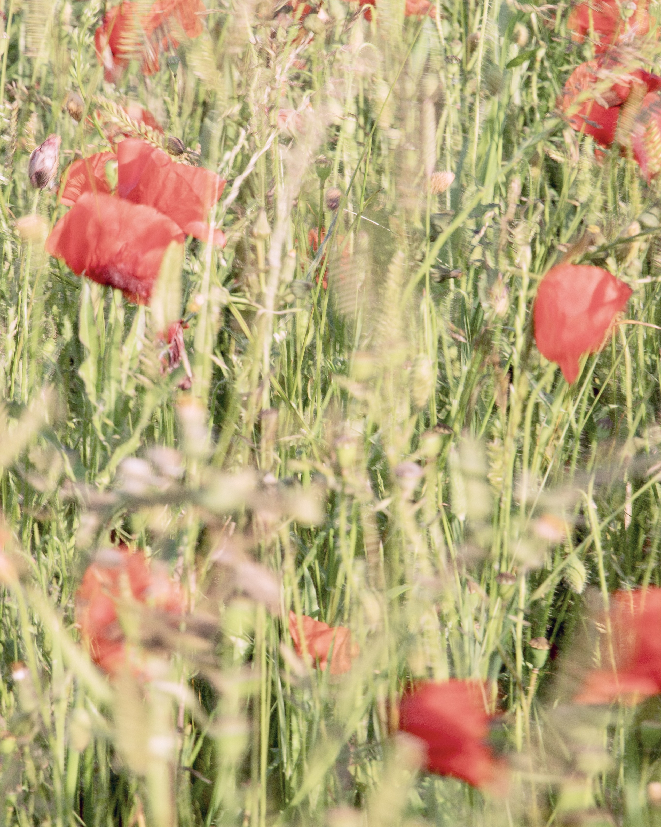 Fine art photography print with red poppies, symbolic floral wall art for sale in Eastbourne, limited edition nature artwork UK