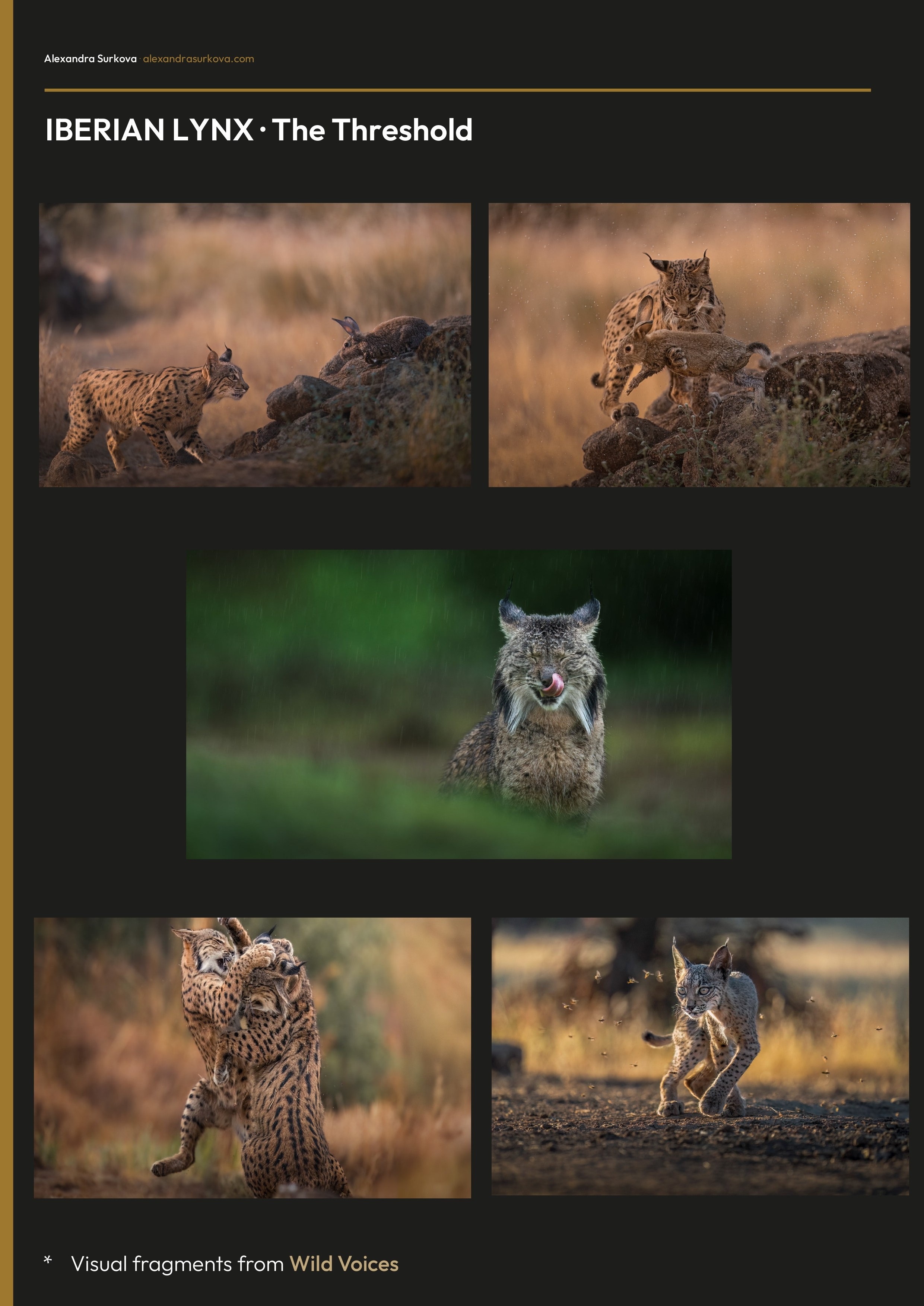 WILD VOICES.pdf (English)