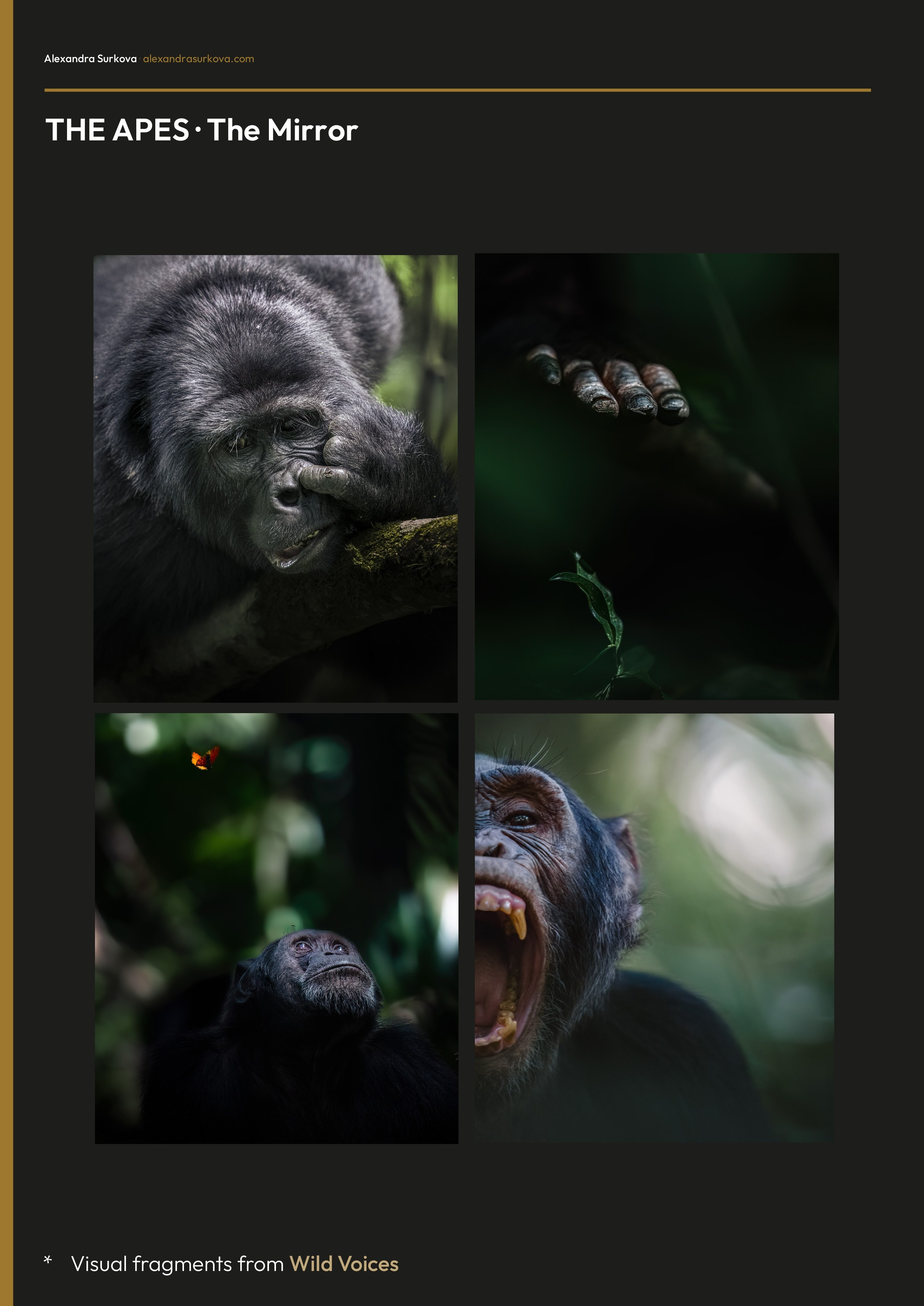 WILD VOICES.pdf (English)