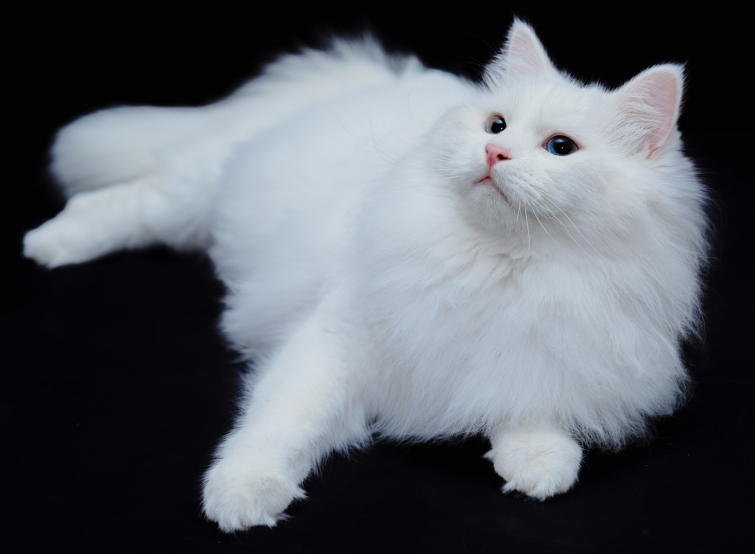 Zuchtkater | Male. Photographer Татьяна