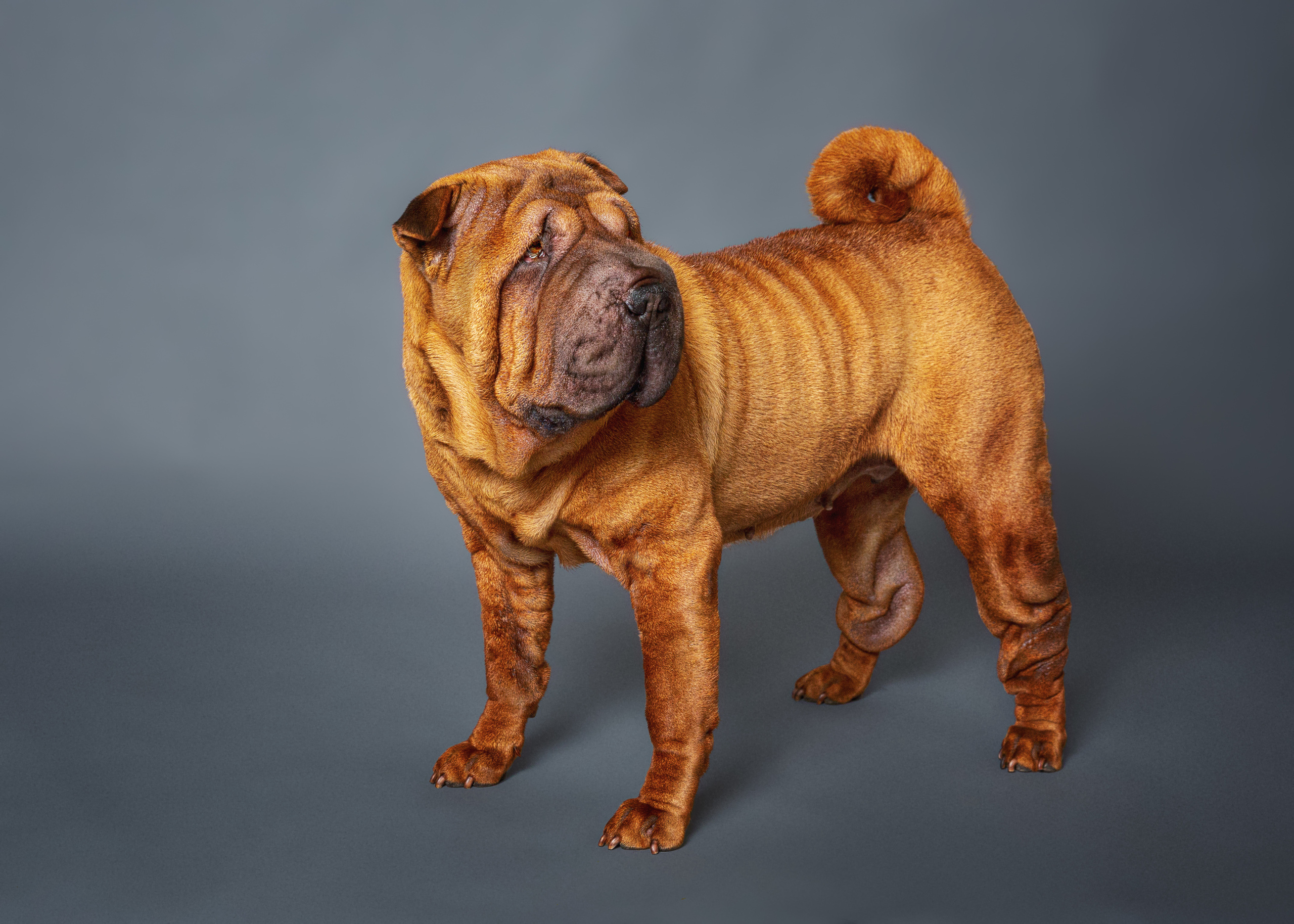 Pet Photography. Pet, Senior, Landscape, portrait studio, photographer in Miami and Sou