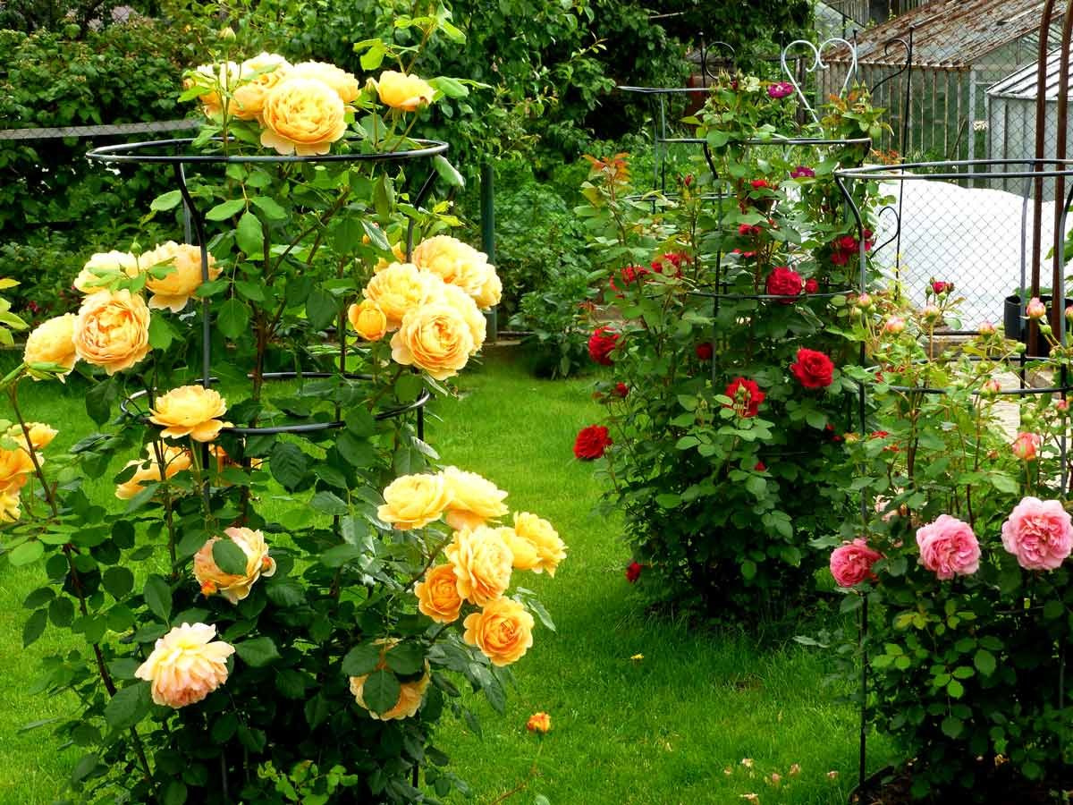Grow Peat Organic Fertilizer: Boost Flower and Roses Growth. Boost Plant Growth with Organic Fertilizers: Our Effective Solution