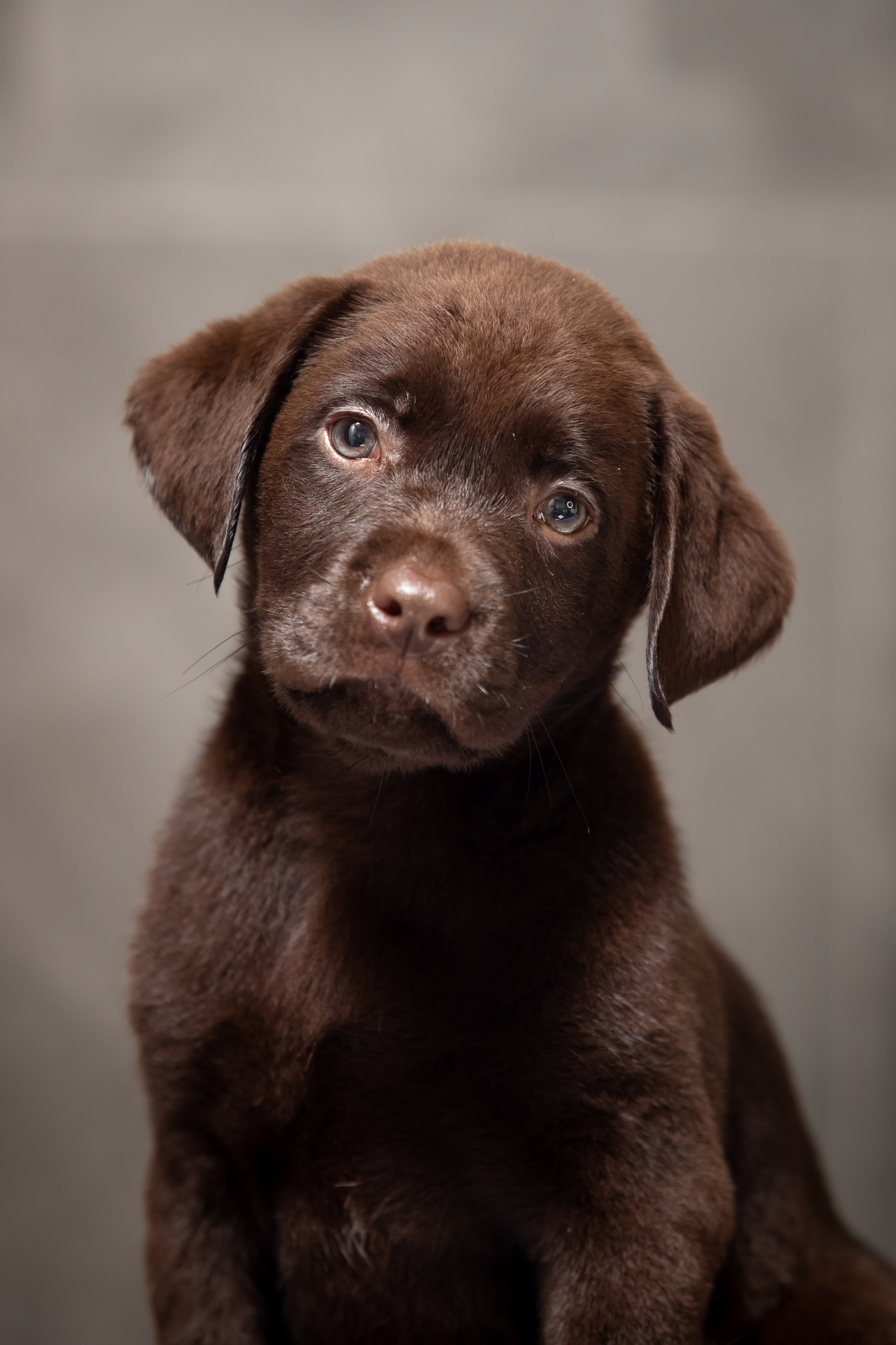 Цуценята шоколадного лабрадора. Цуценята лабрадор ретривера, Дніпро, Україна