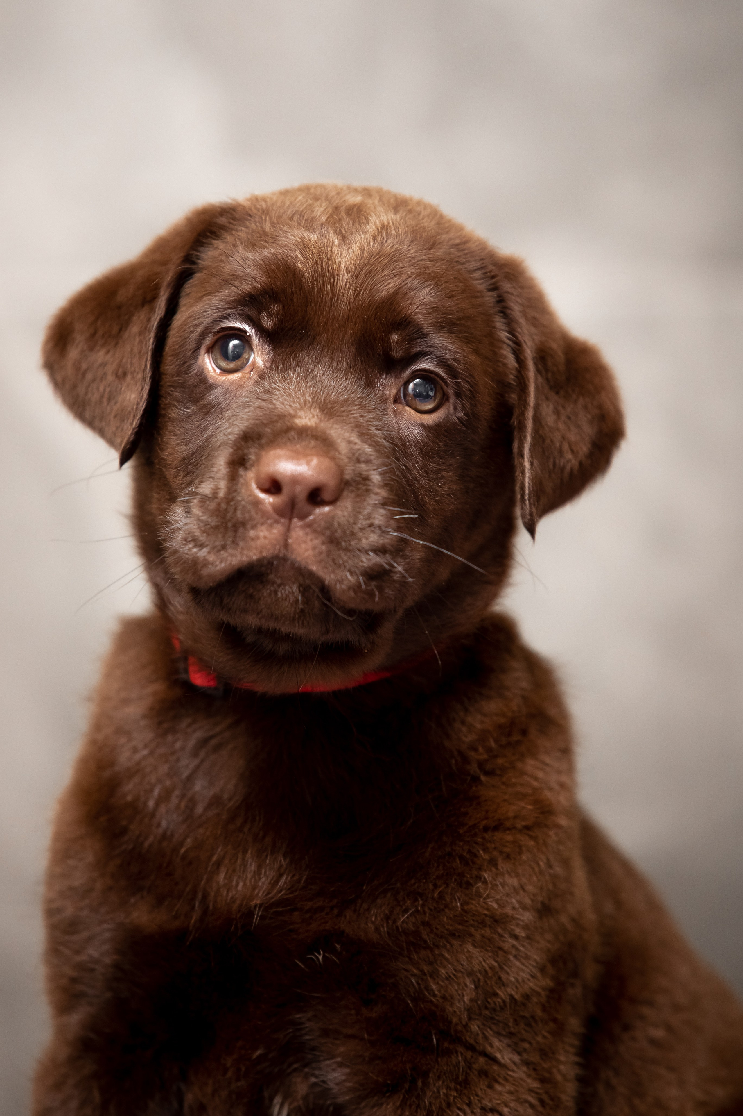 Цуценята шоколадного лабрадора. Цуценята лабрадор ретривера, Дніпро, Україна