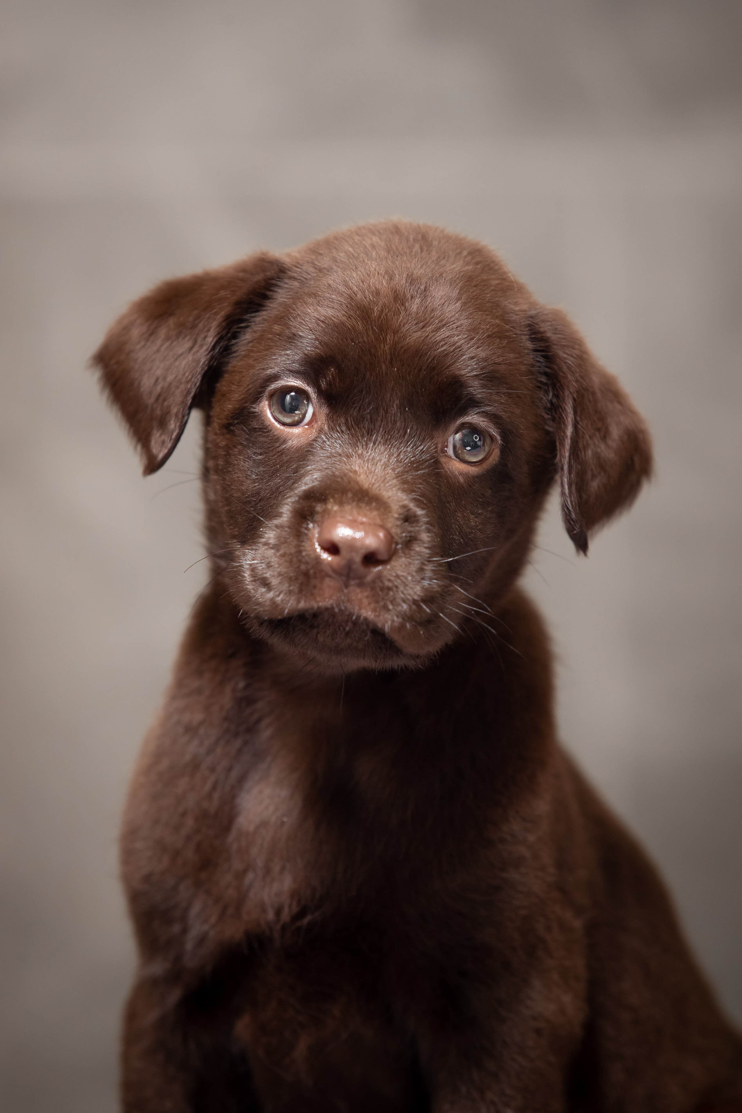 Цуценята шоколадного лабрадора. Цуценята лабрадор ретривера, Дніпро, Україна