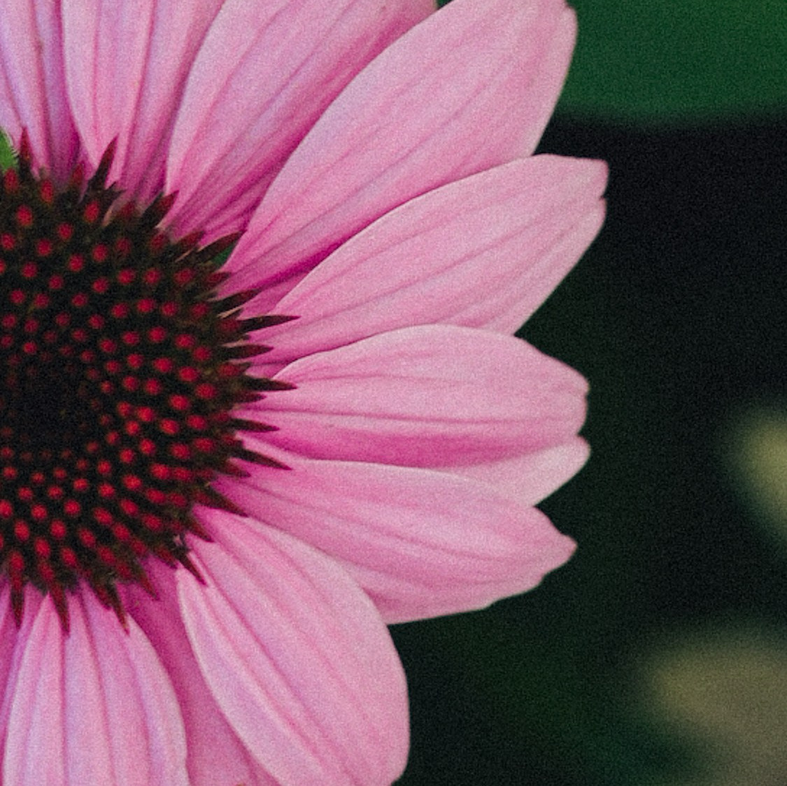 Wallpapers. Fotografa di ritratti femminili ed editoriali a Milano — Mila Ulchenko