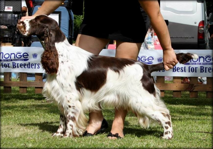 english springer spaniel Charlescroft Cover Up
