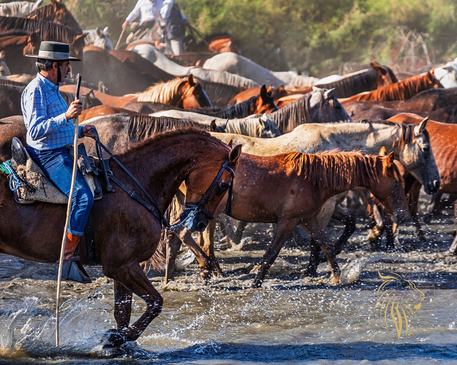 Crónica de la Saca de las Yeguas en El Rocío 2025