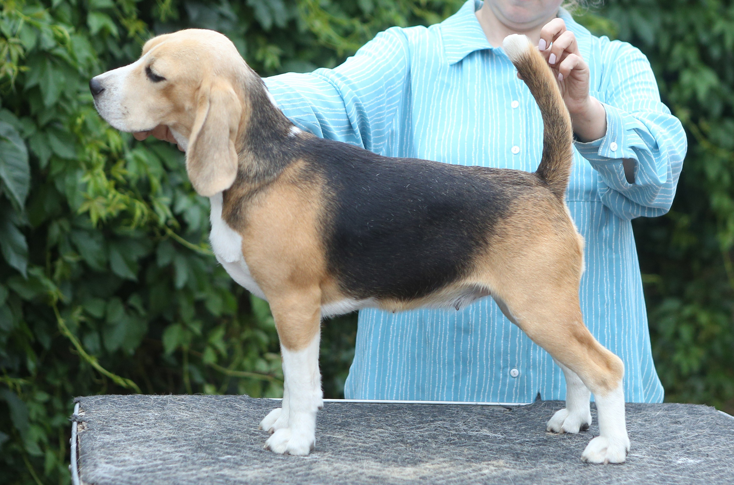 Шайн. Питомник биглей Selesta’s Dreams