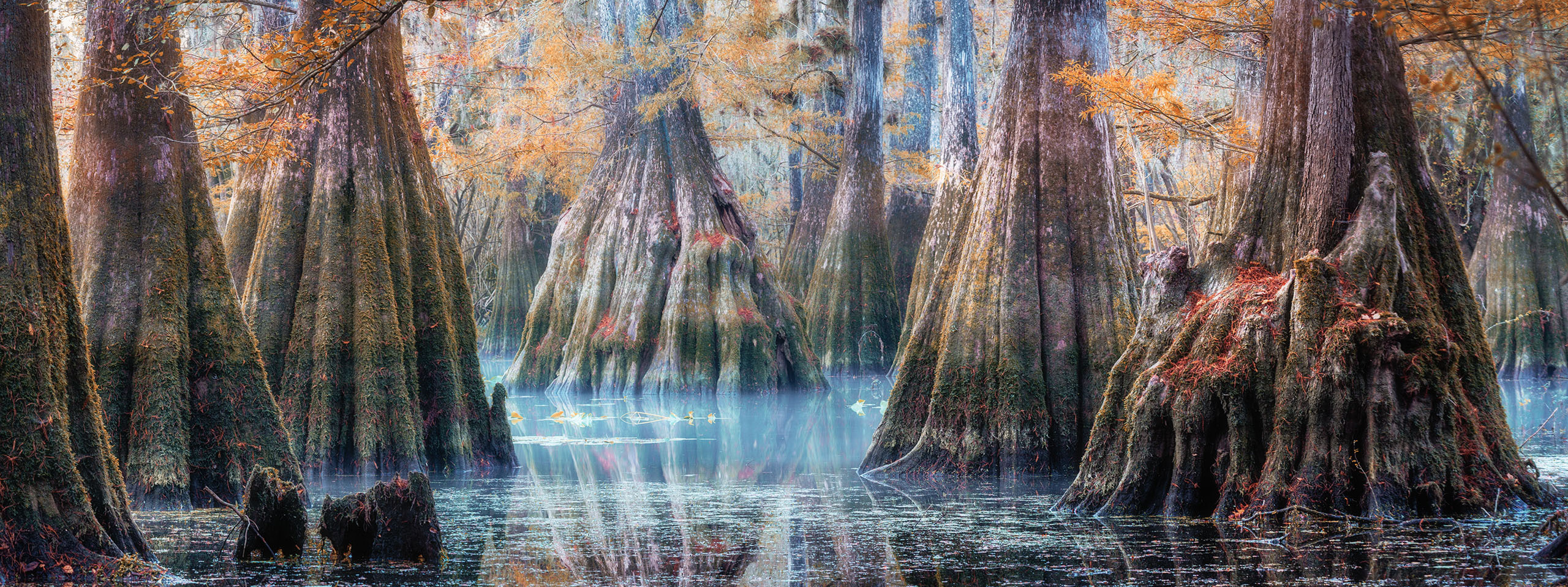 Cypresses, Springs, Birds and Alligators. Pet, Senior, Landscape, portrait studio, photographer in Miami and Sou
